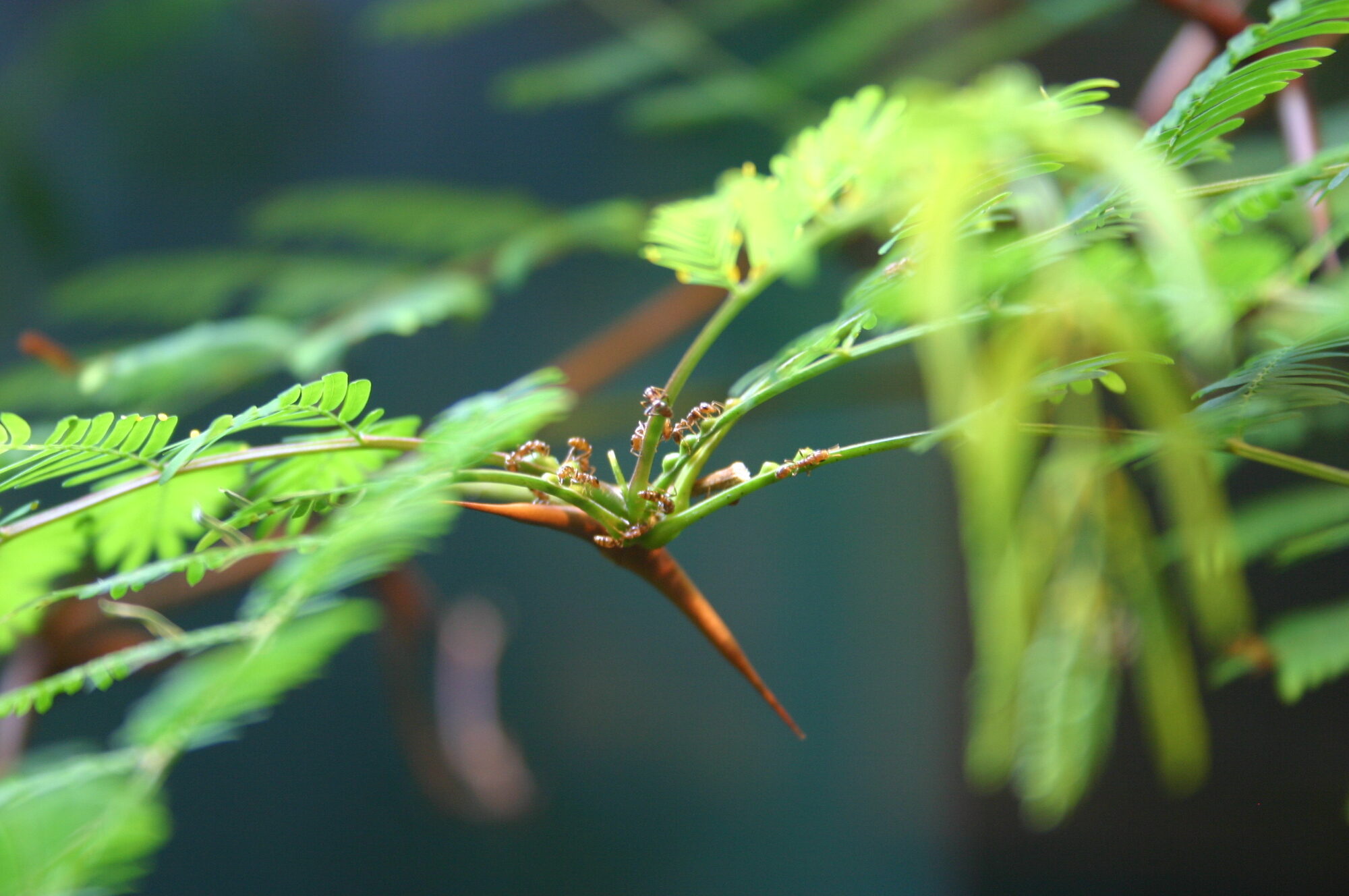 Swollen-thorn acacia with protective ants