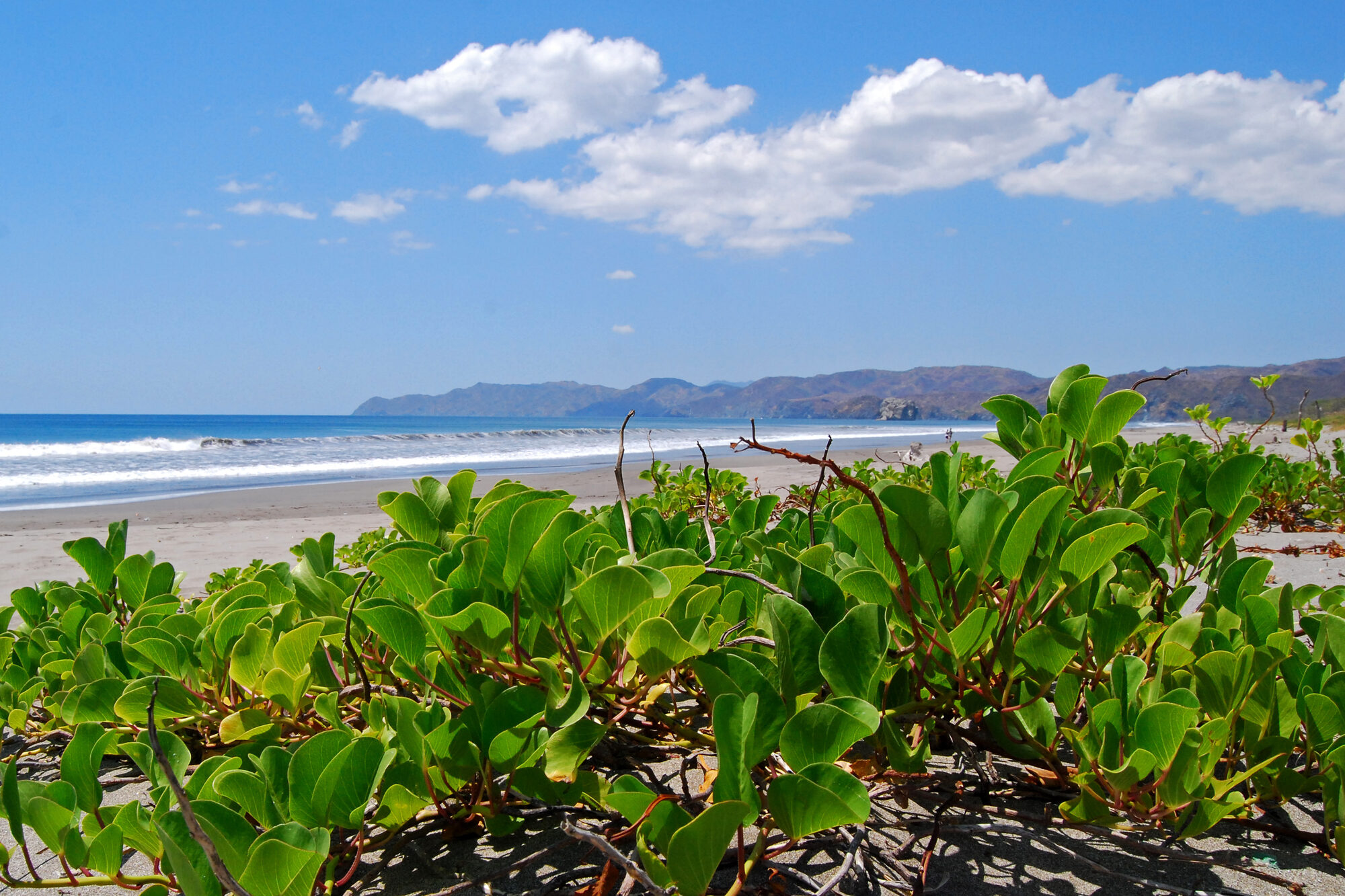 Beach and dry tropical forest landscape at Área de Conservación Guanacaste
