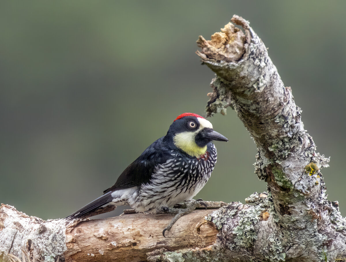 Acorn Woodpecker (Melanerpes formicivorus) male perched on branch