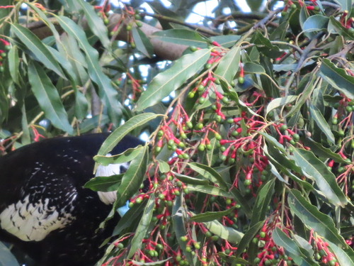 Bird feeding on Ocotea puberula fruits