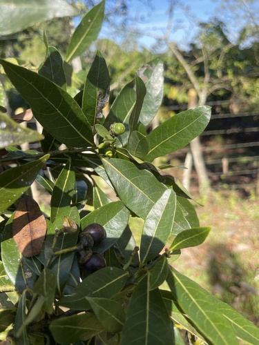 Ocotea floribunda branch with fruits at different stages