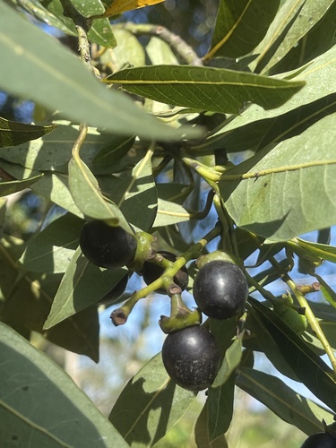 Ocotea floribunda fruits and leaves