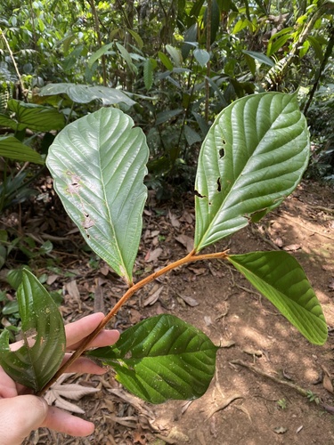 Ocotea mollifolia leaves showing prominent venation