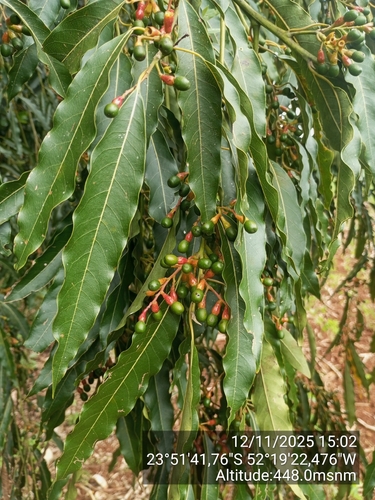 Ocotea puberula leaves and fruits with characteristic red cupules