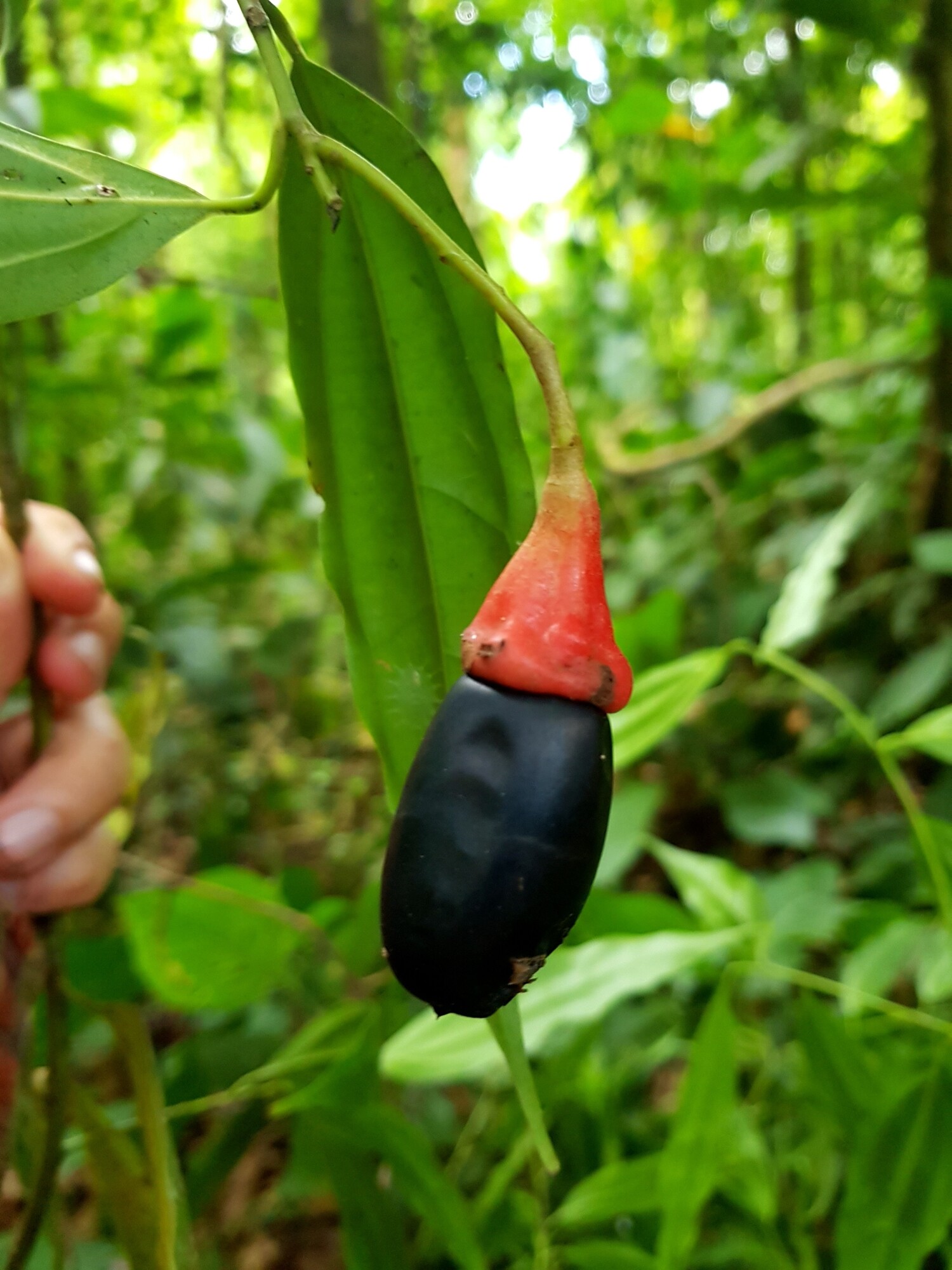 Aiouea obscura foliage in the forest
