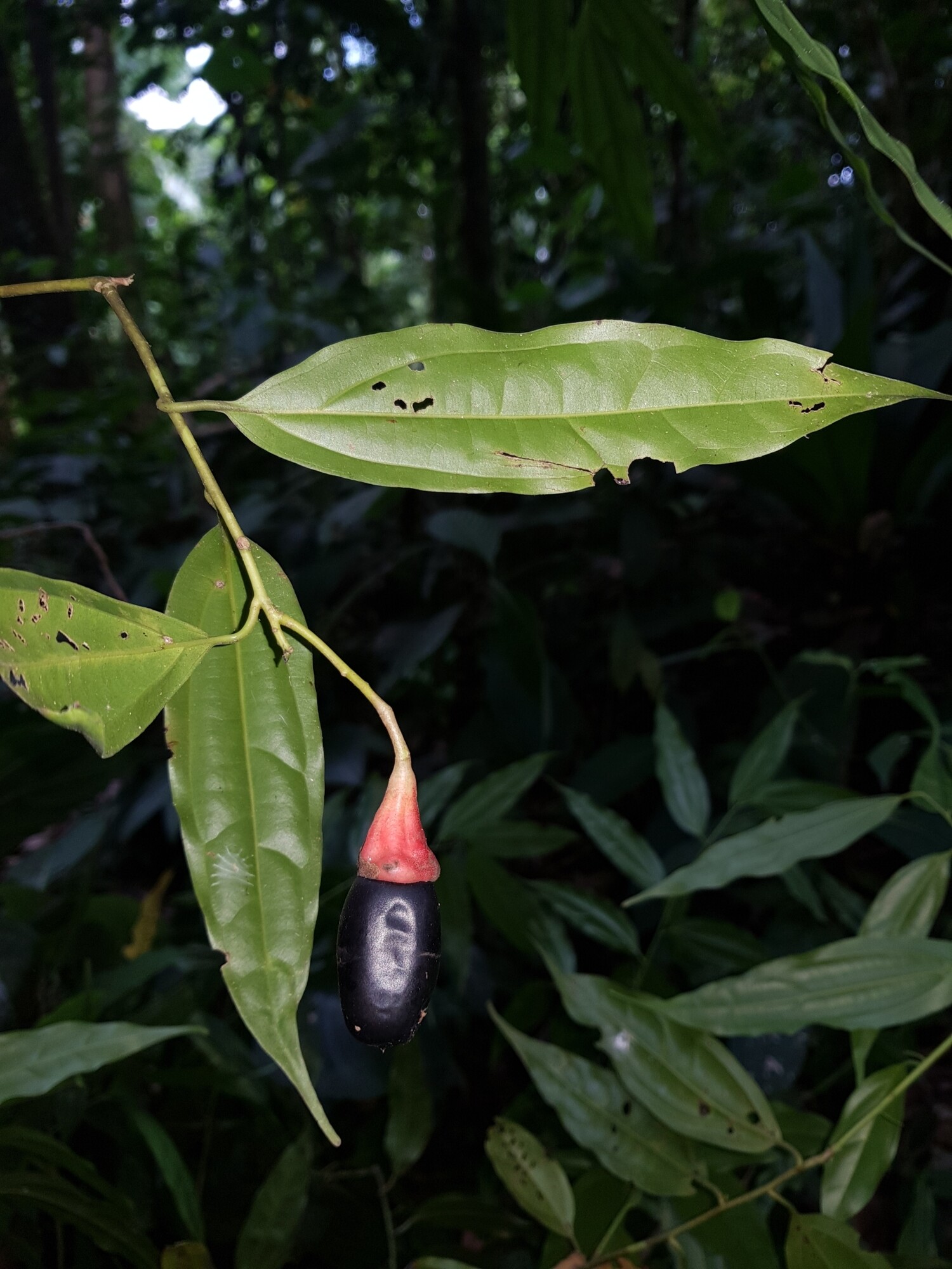 Aiouea obscura fruit and leaves showing the striking dark purple drupe in its bright red cupule