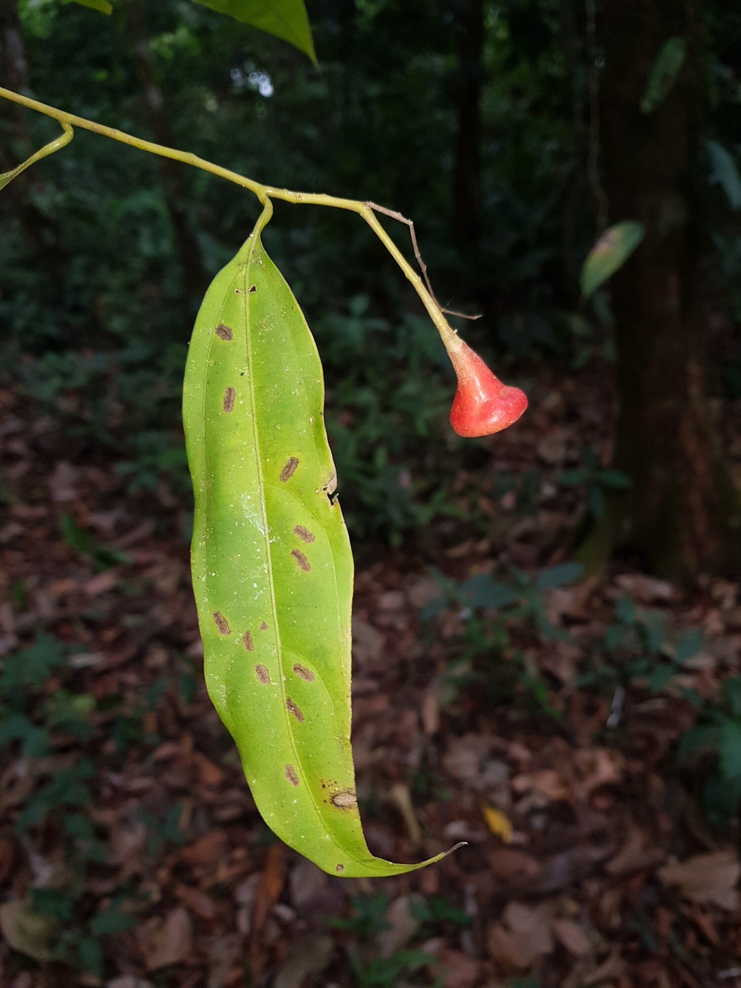 Empty cupule of Aiouea obscura after fruit has been dispersed