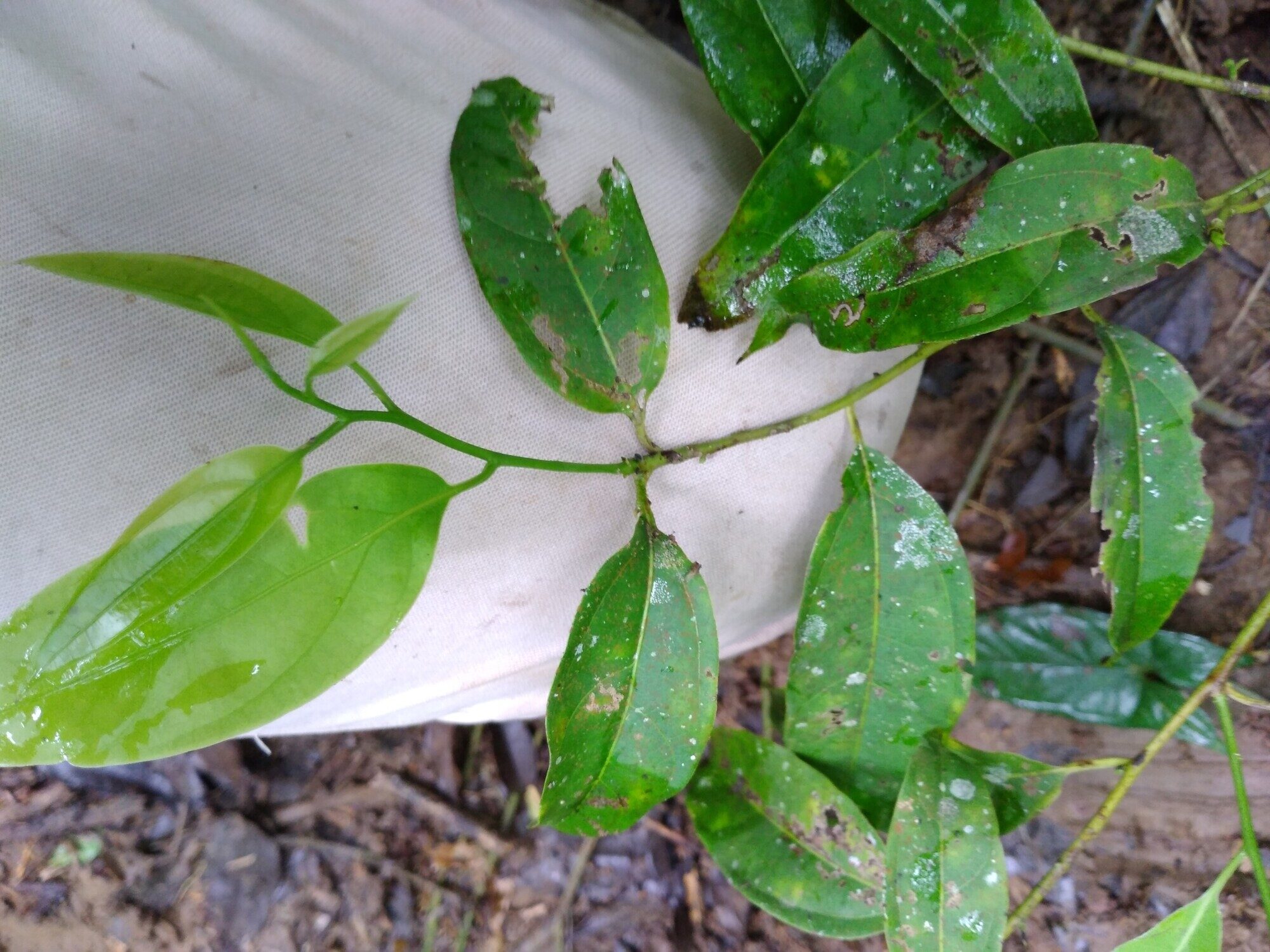 Aiouea obscura leaves showing the alternate arrangement and venation pattern