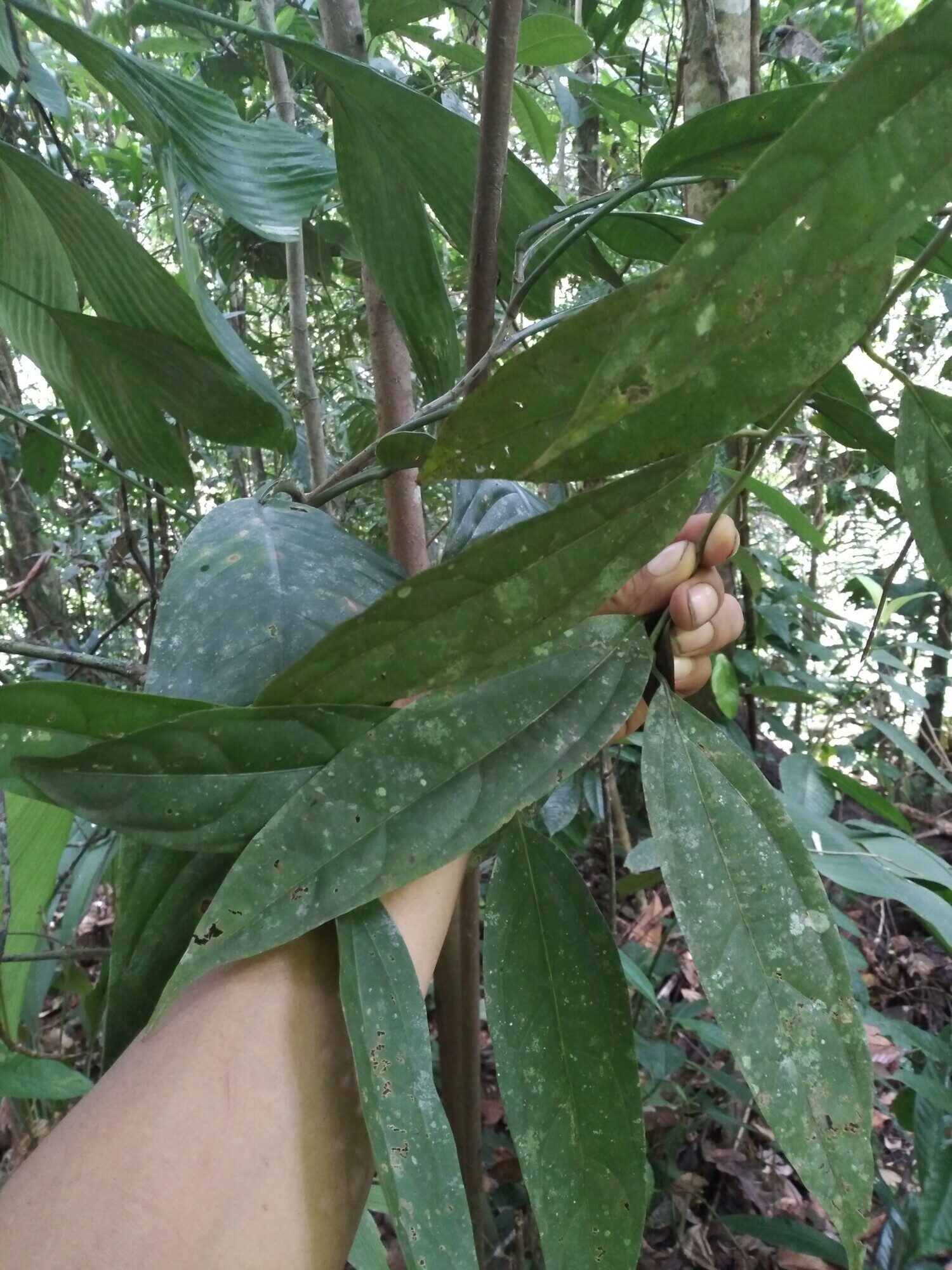 Aiouea obscura foliage showing the tree's habit and leaf arrangement
