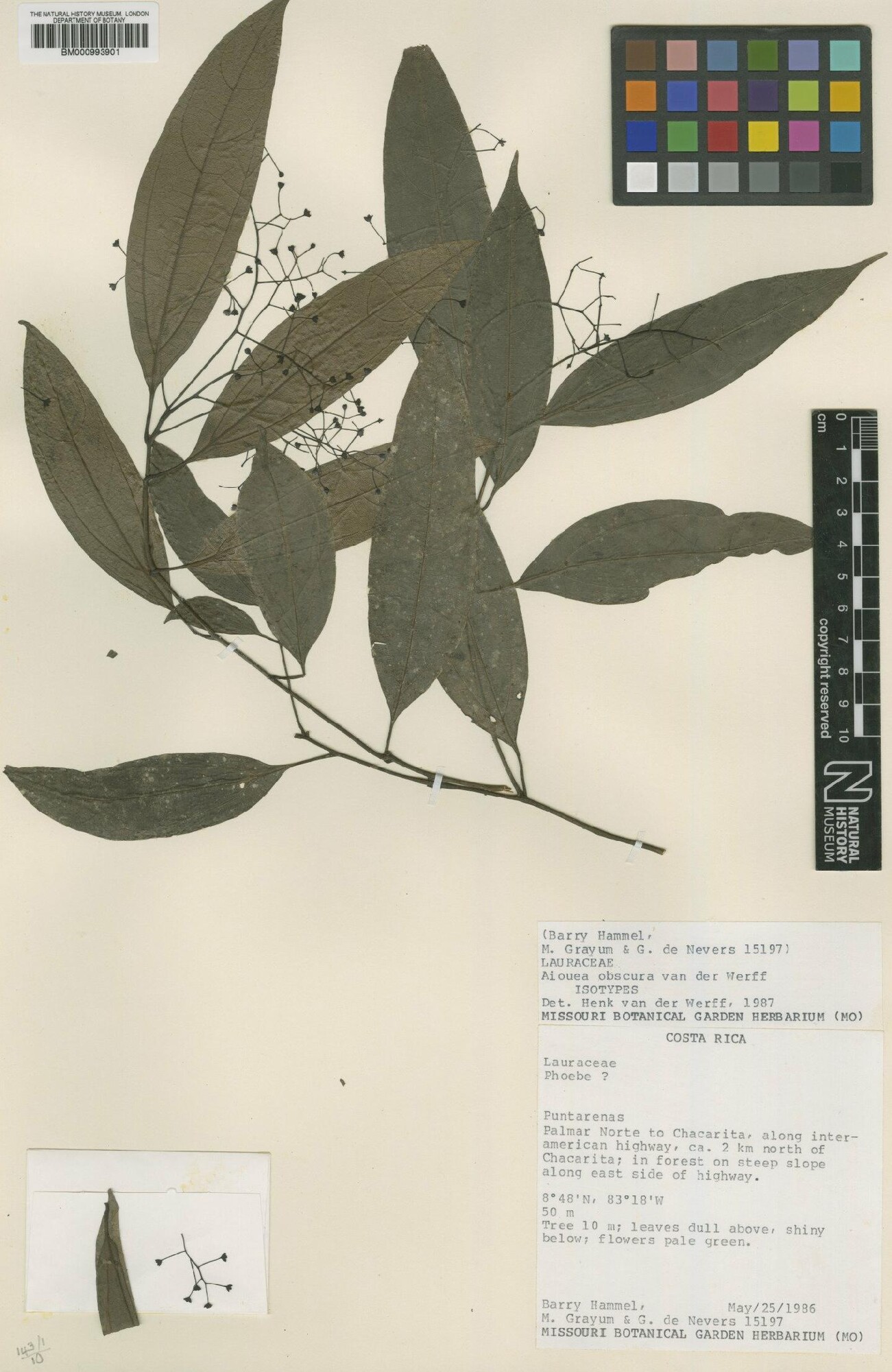 Isotype specimen of Aiouea obscura showing flowering branch with inflorescence