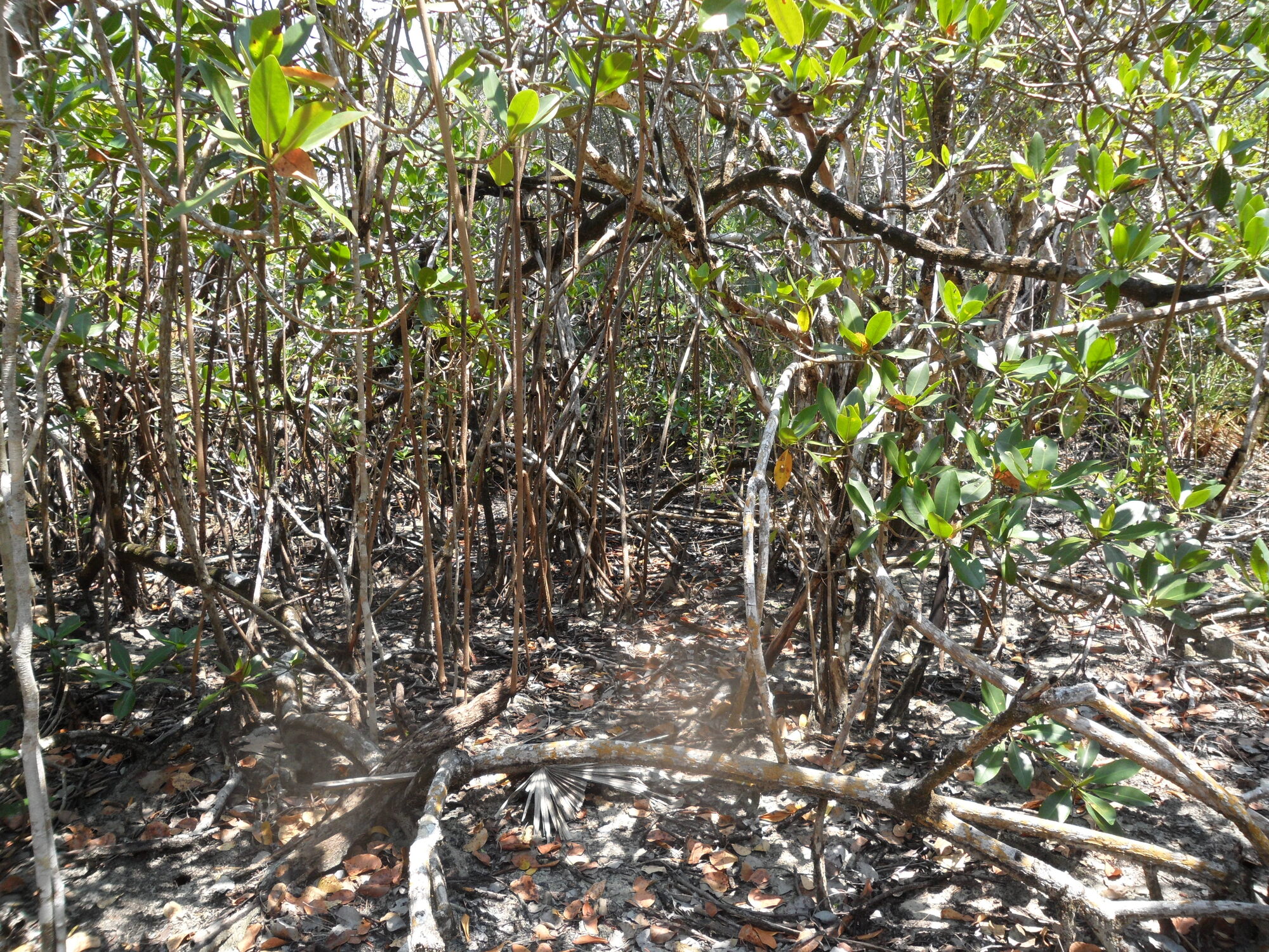Aerial roots of mangrove trees in coastal wetland