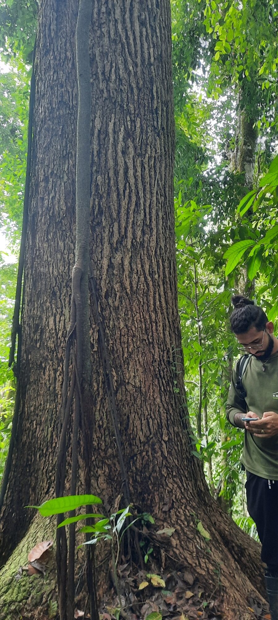 Ajo tree trunk showing the massive size and deeply fissured bark, with a person standing nearby for scale