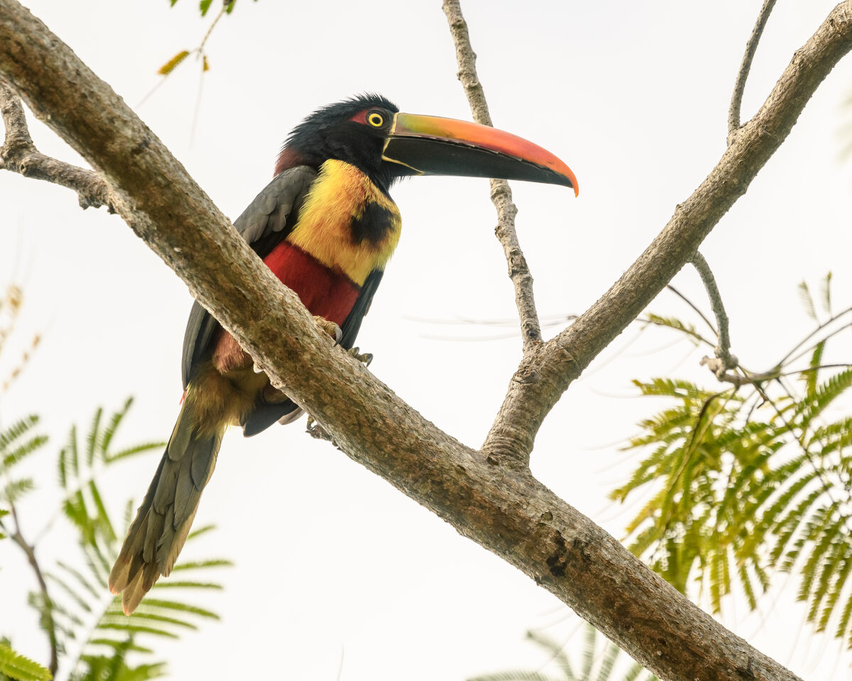 Fiery-billed Aracari perched on a branch