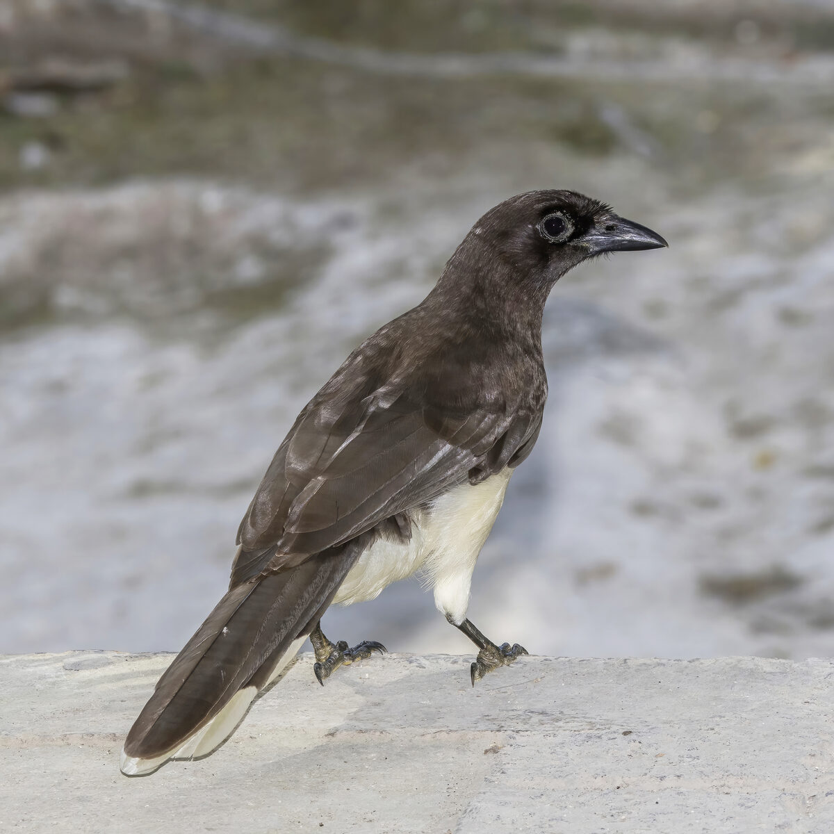 Brown Jay perched on a stone surface