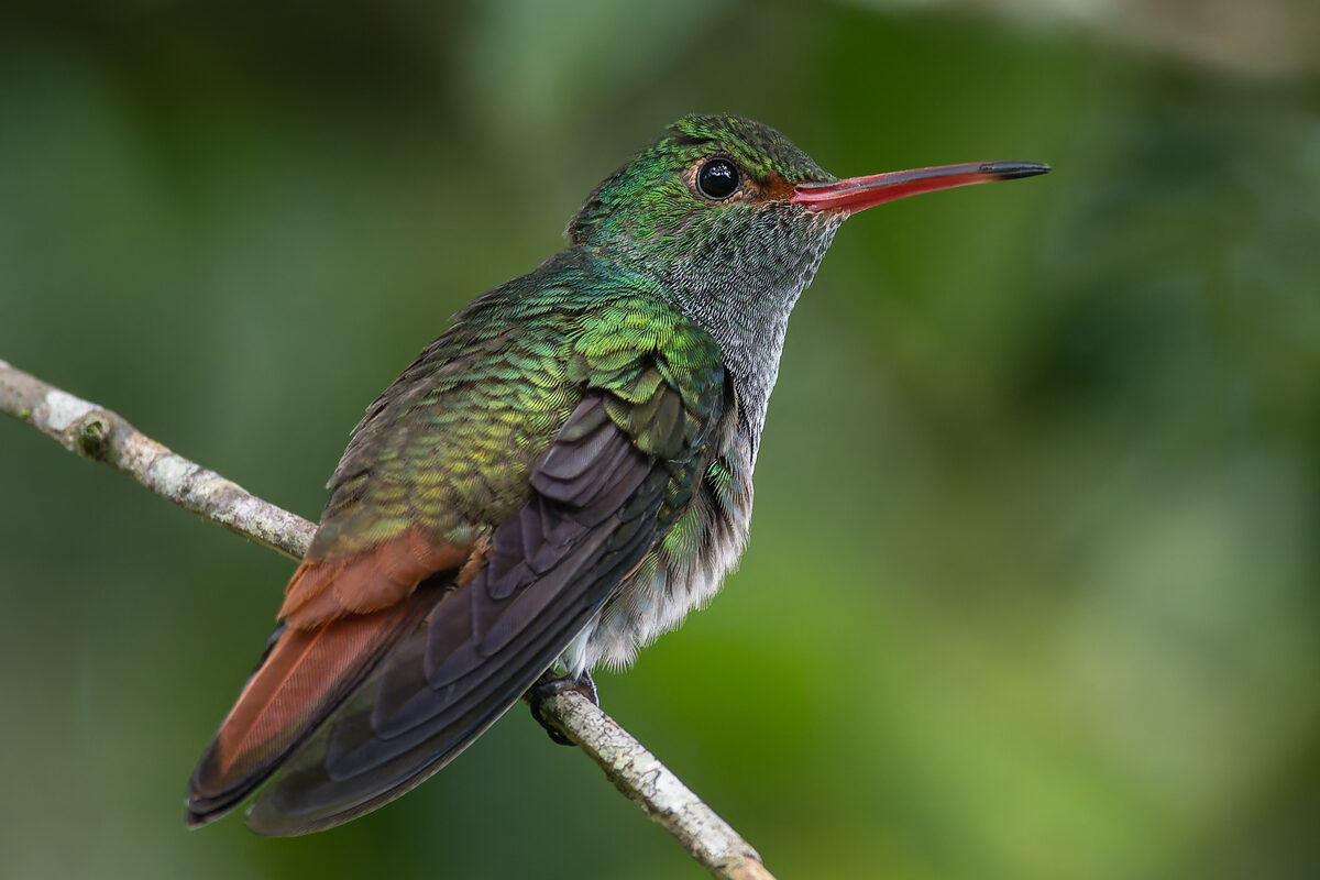 Rufous-tailed Hummingbird perched on a branch