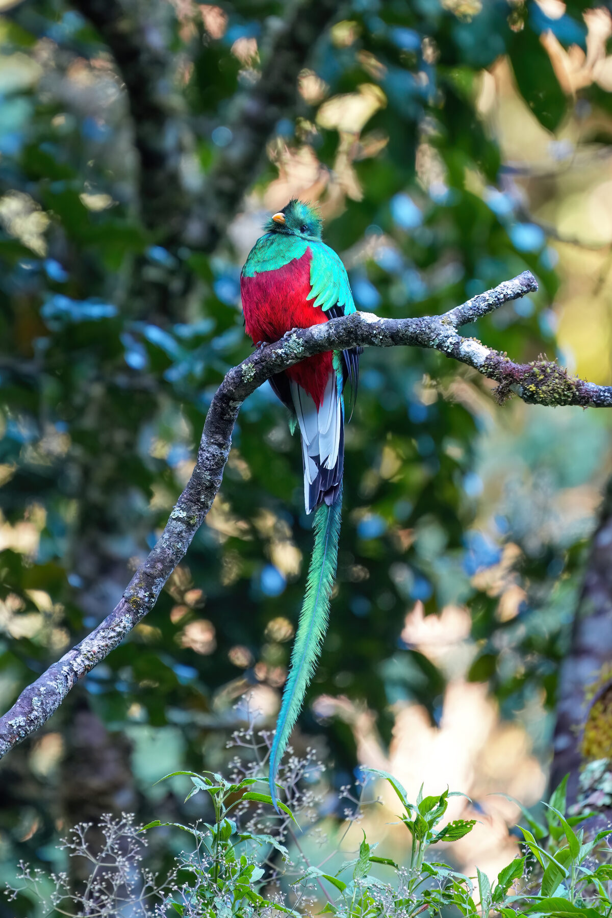 Male Resplendent Quetzal with long green tail feathers perched in a cloud forest