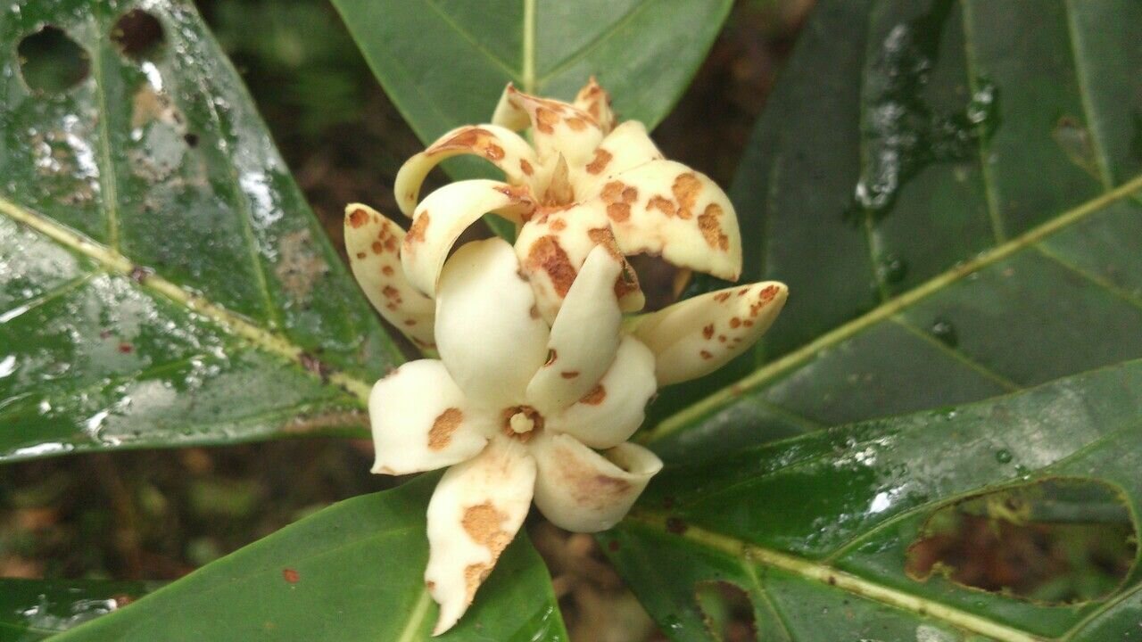 Male flowers of Alibertia atlantica showing white petals with brown spots