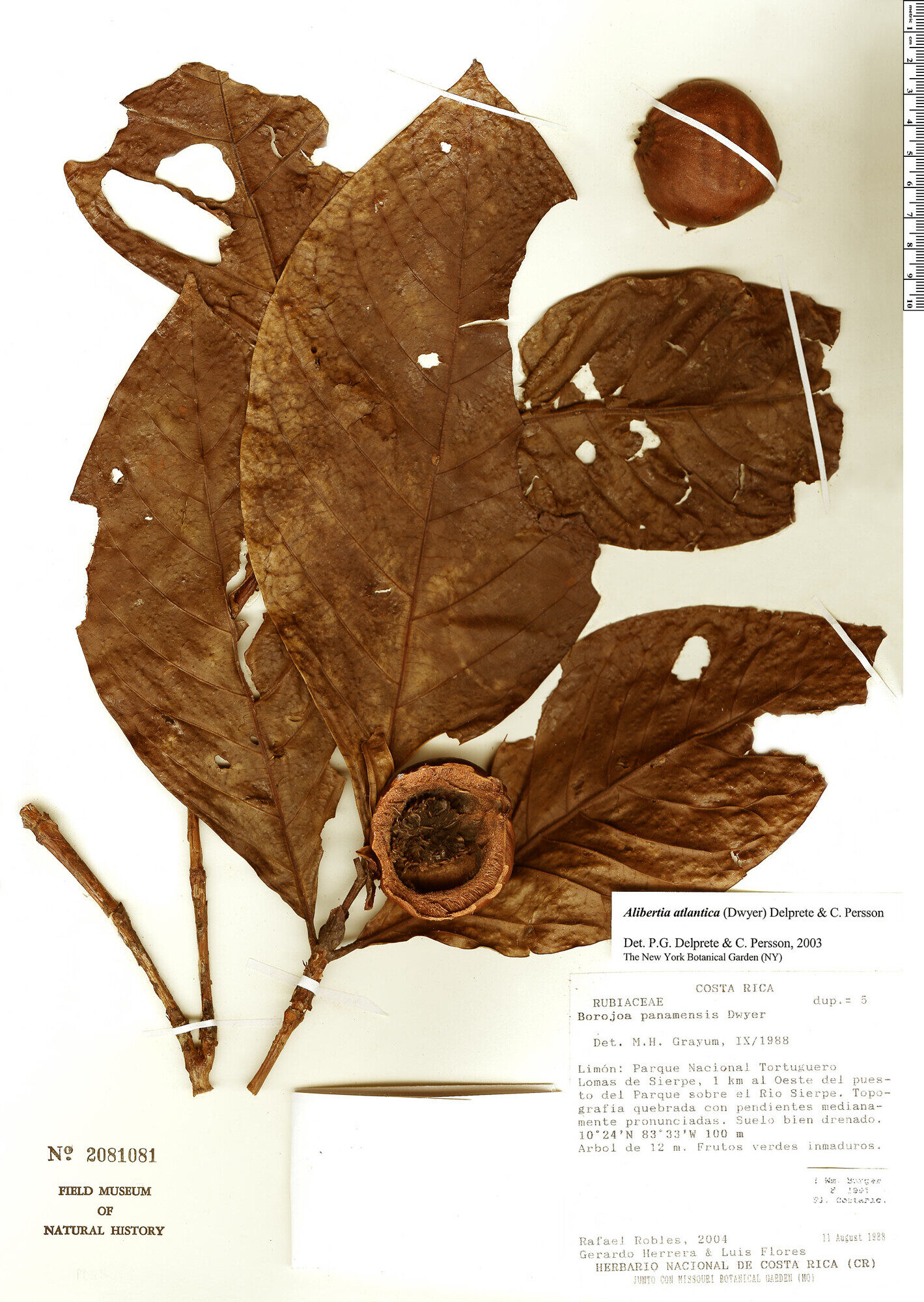 Herbarium specimen showing Alibertia atlantica fruit cross-section with thick walls