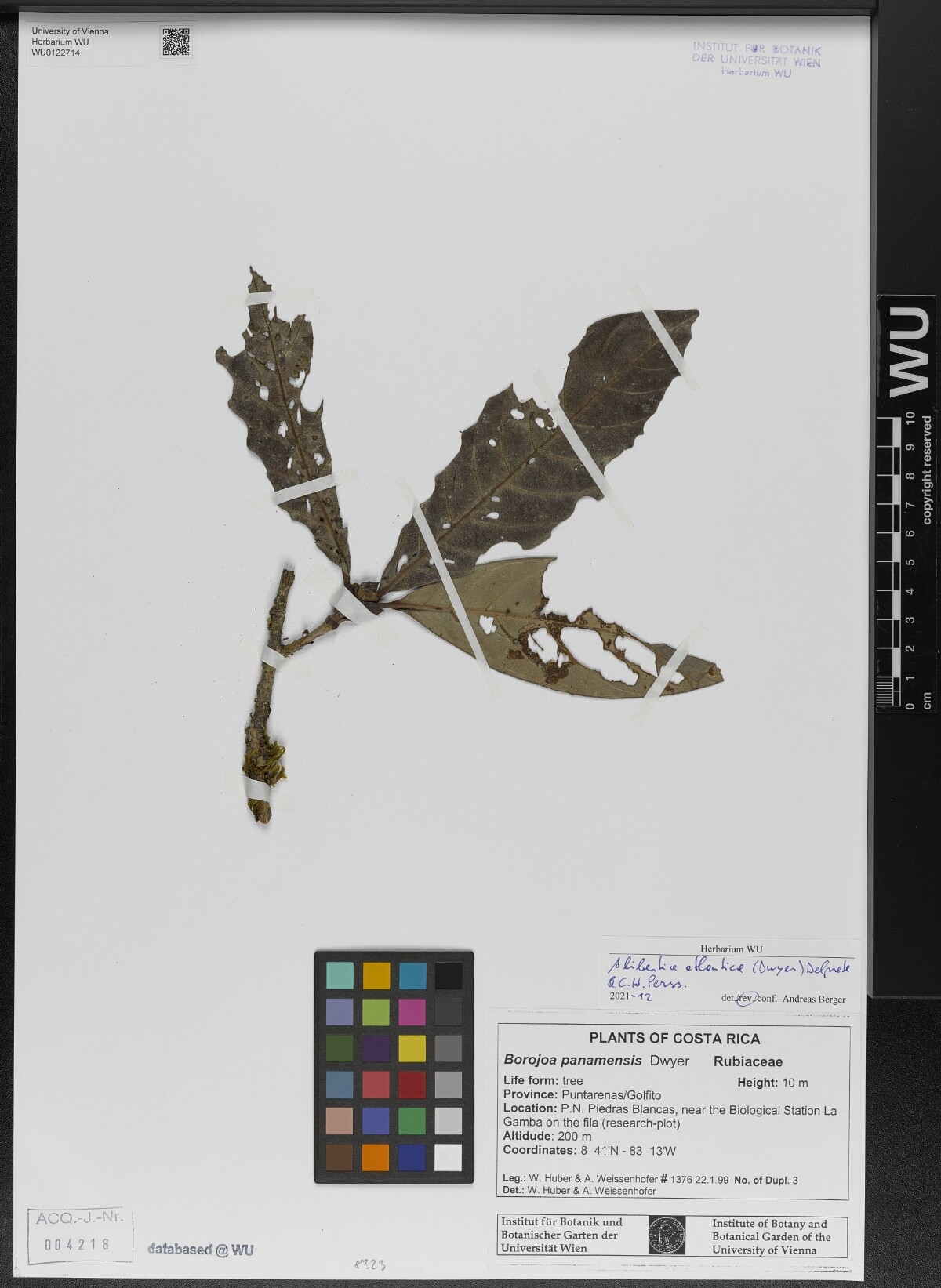 Herbarium specimen of Alibertia atlantica from Piedras Blancas, Costa Rica