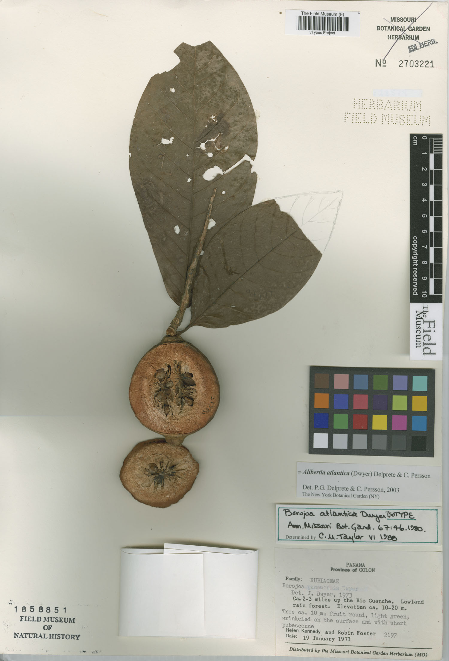 Isotype specimen of Alibertia atlantica showing fruits in cross-section