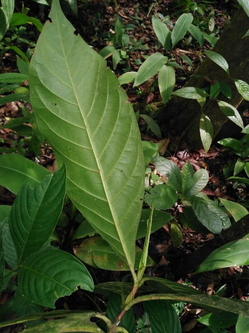 Leaf underside of Alibertia atlantica showing venation