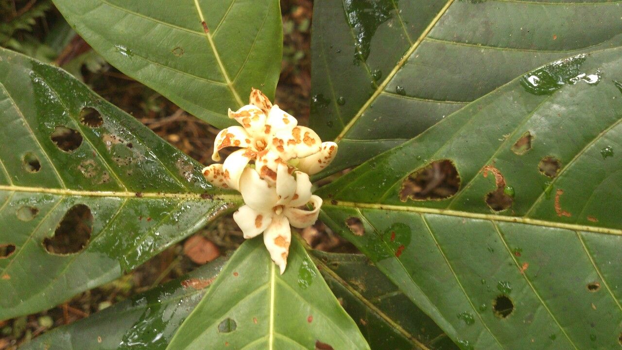 Close-up of Alibertia atlantica white male flowers with persistent bracts and glossy leaves