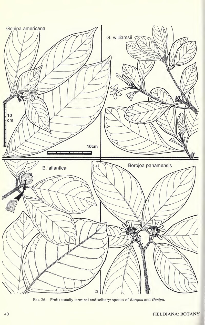 Botanical illustration of Borojoa panamensis from Flora Costaricensis