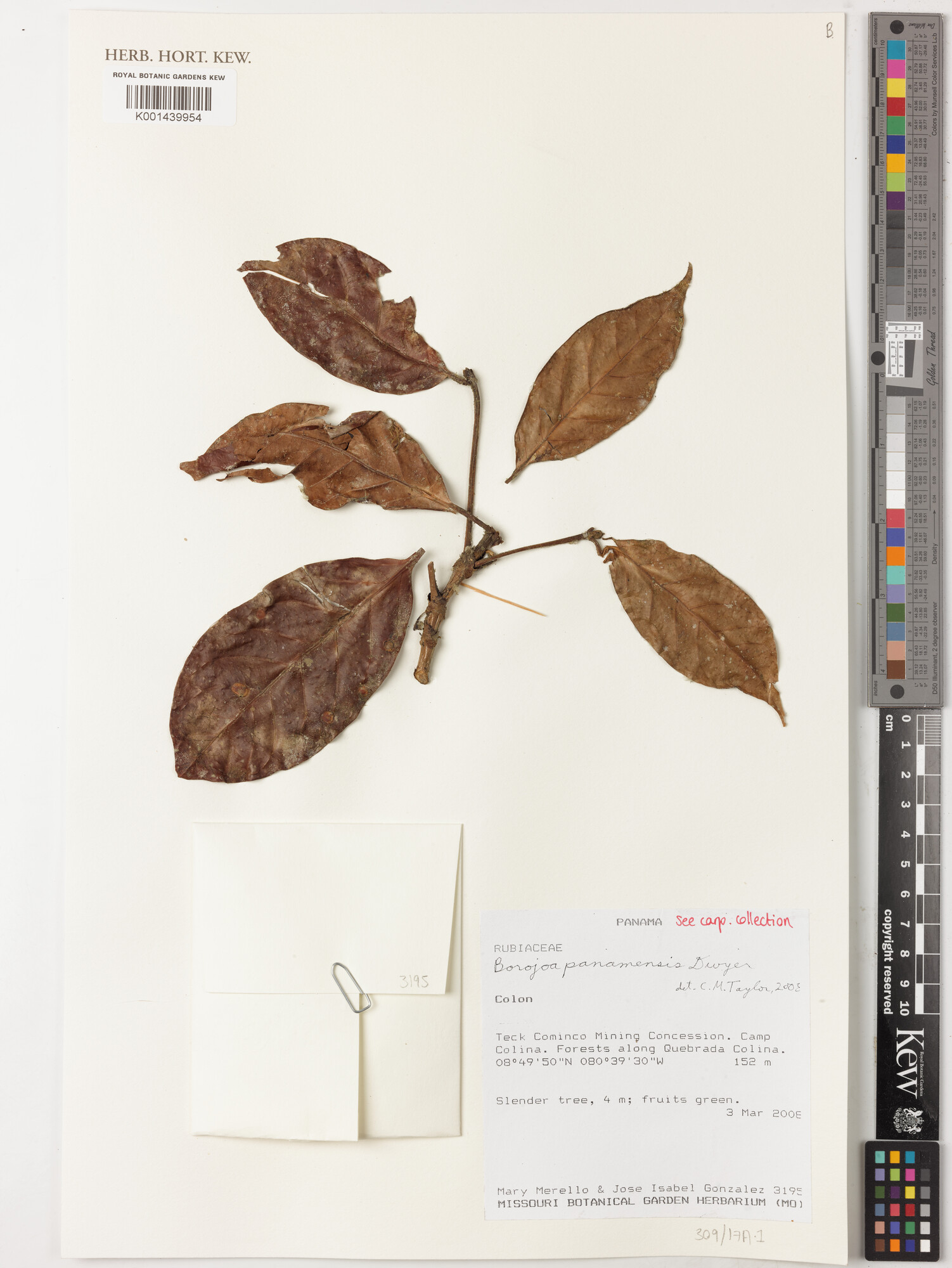 Kew herbarium specimen of Alibertia dwyeri showing leaf detail