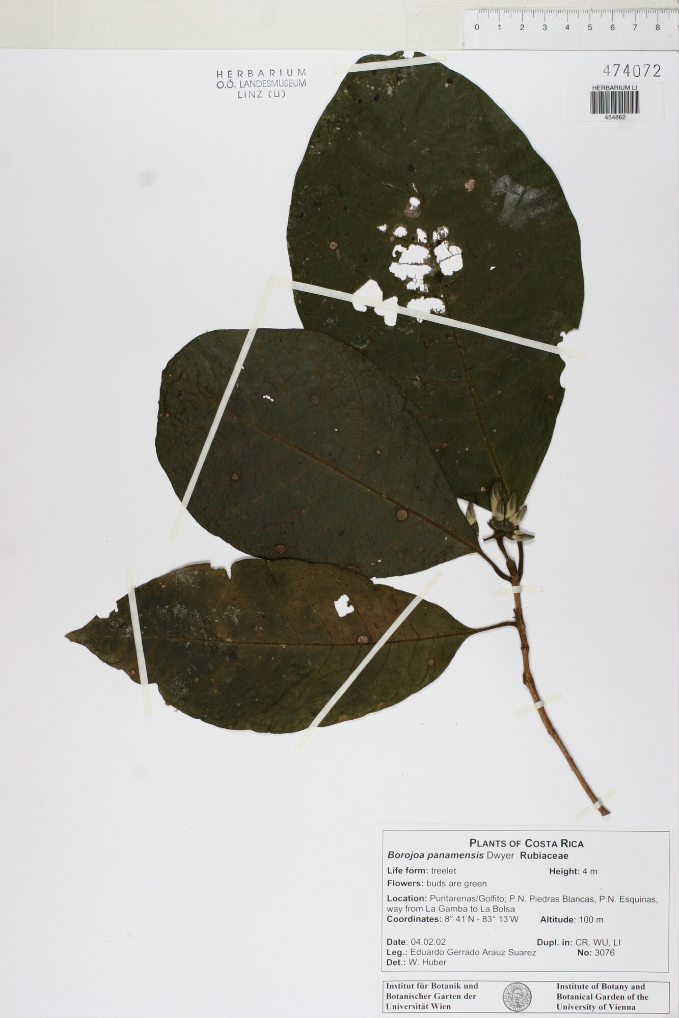Herbarium specimen of Alibertia dwyeri from Costa Rica