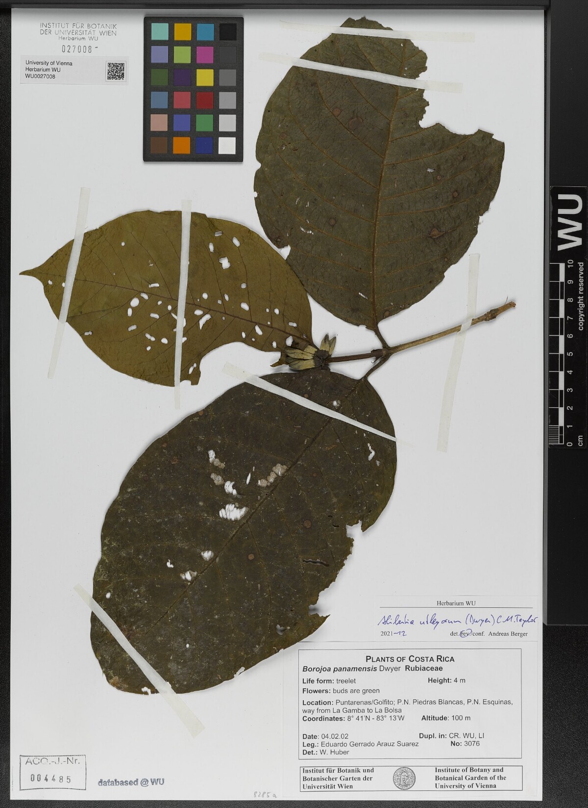 Herbarium specimen of Alibertia utleyorum from Piedras Blancas National Park