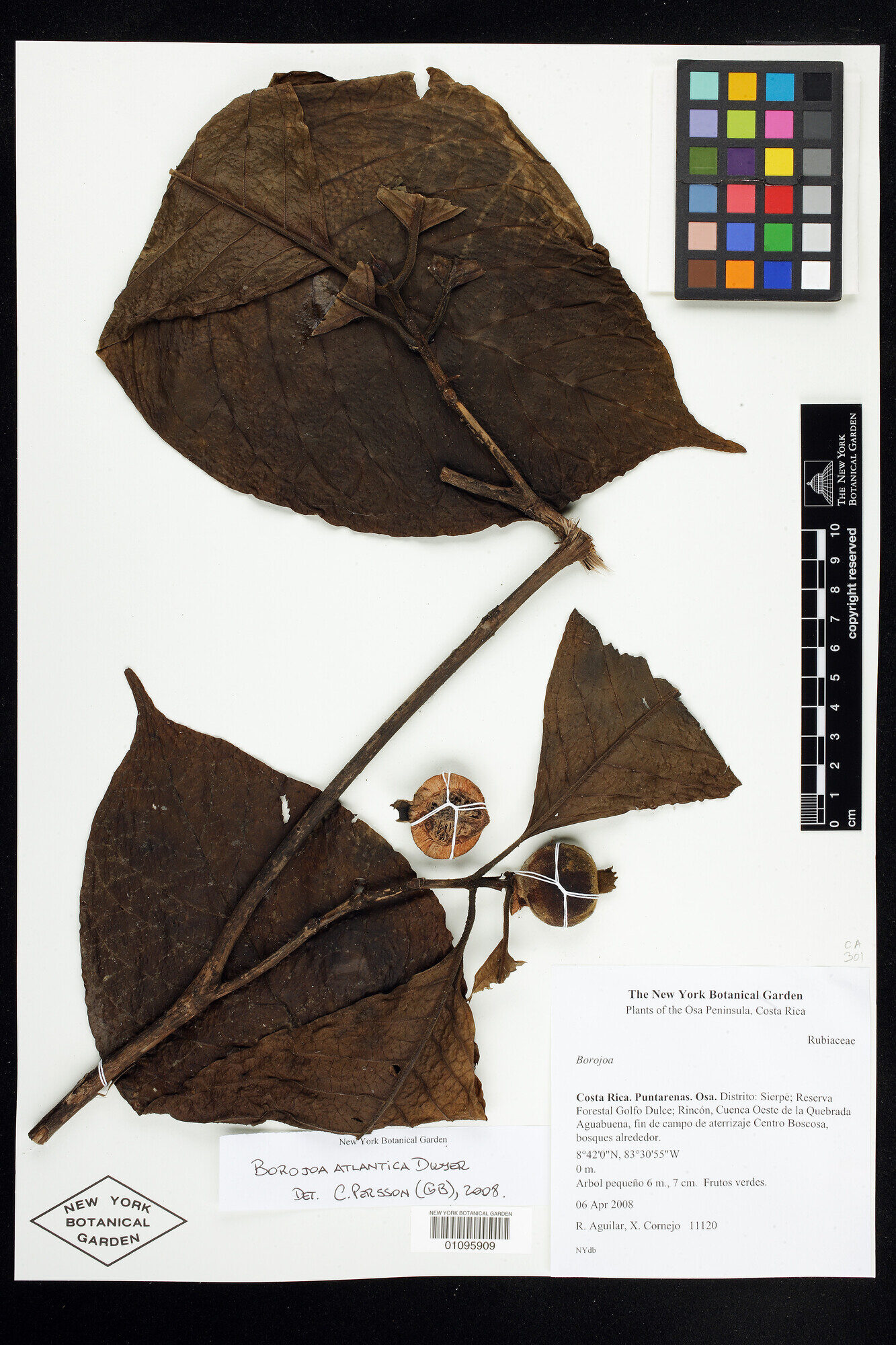 Herbarium specimen of Alibertia utleyorum from Osa Peninsula