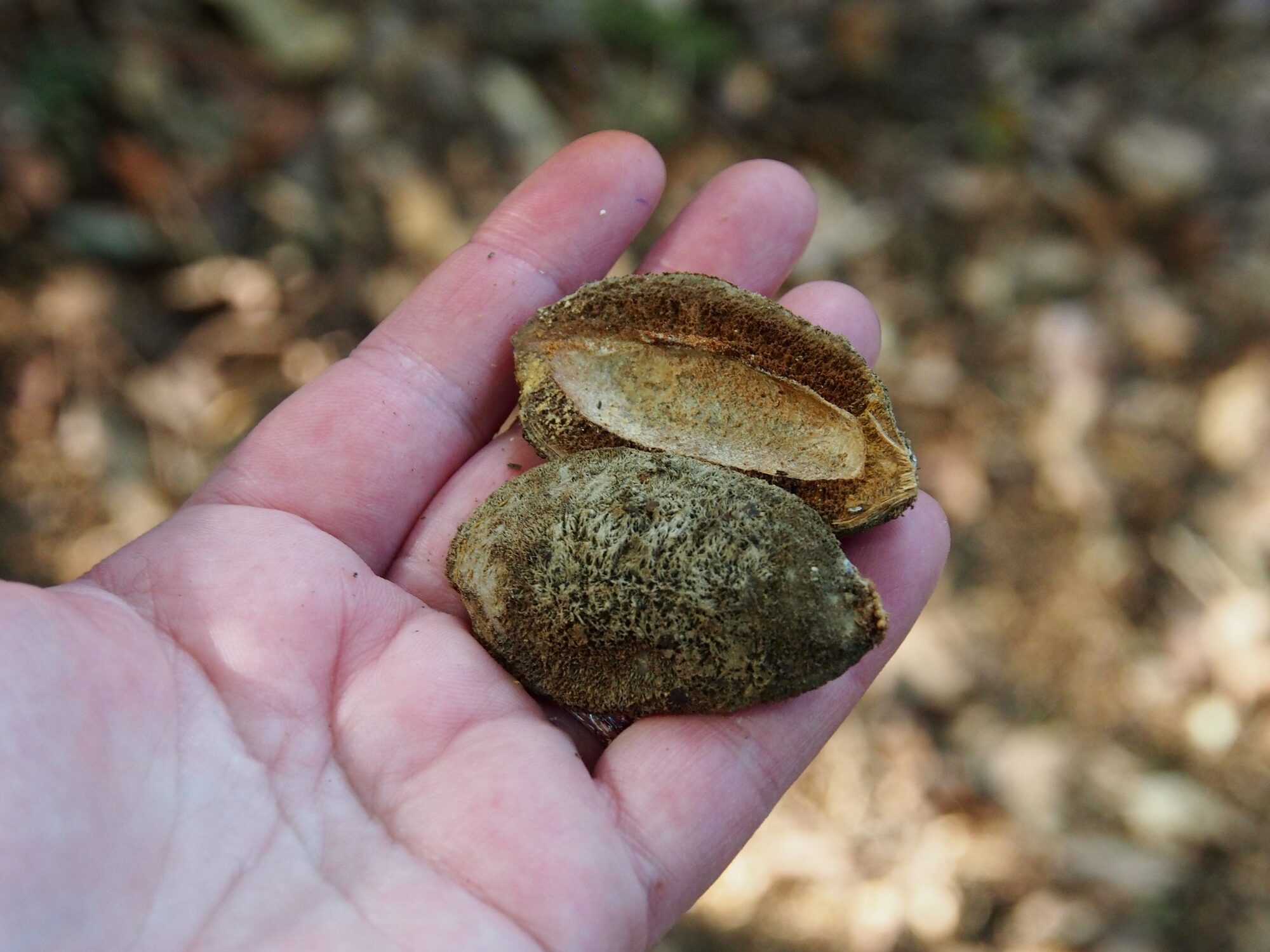 Dipteryx oleifera (almendro) tree showing leaves and branches in a tropical rainforest setting