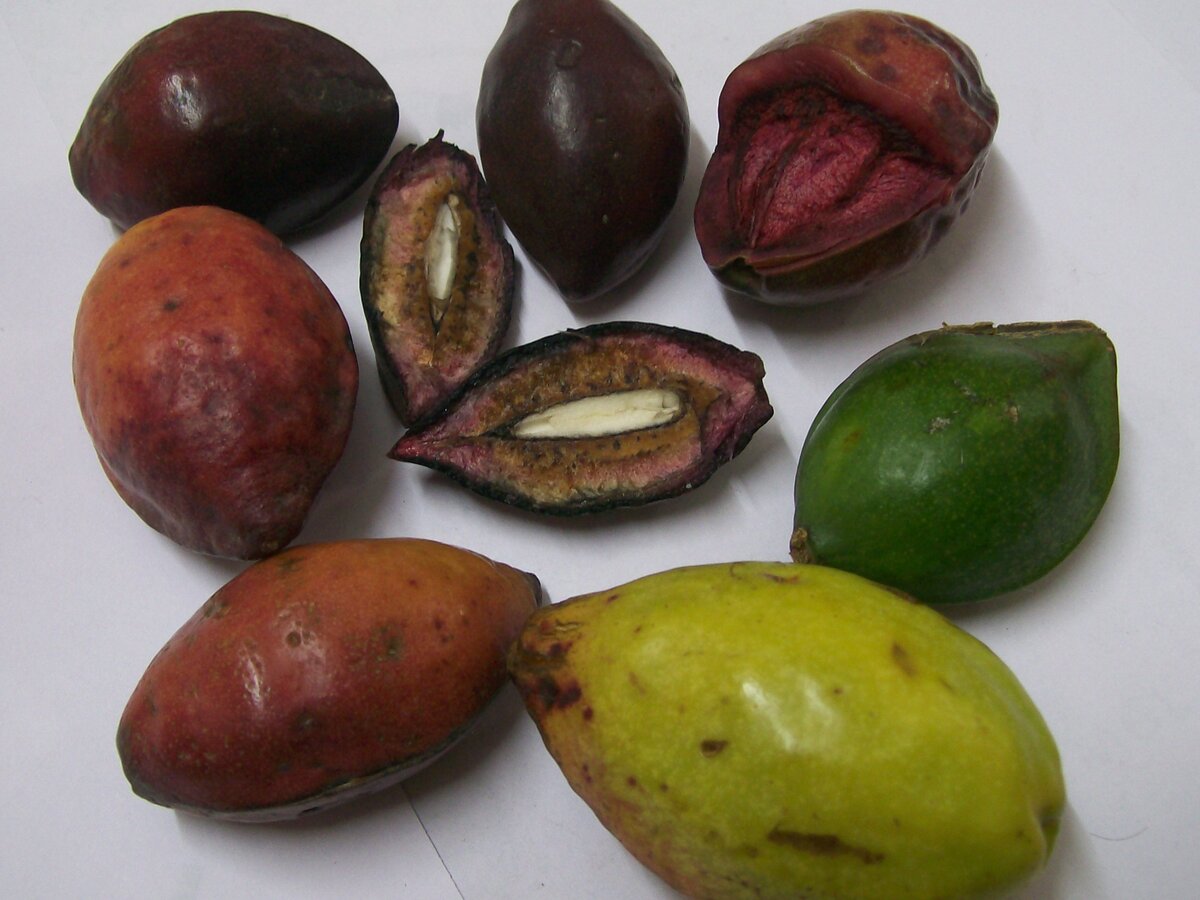 Beach almond fruits at various stages of ripeness, from green to yellow to dark red, with one cut open to show the almond-shaped seed inside