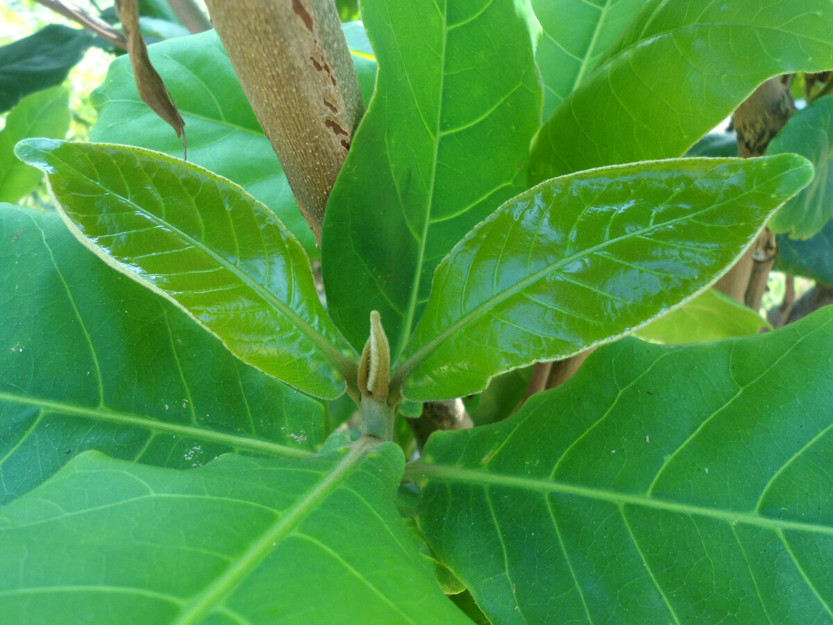 Beach almond young leaves emerging from branch tip, showing the glossy green color and clustered arrangement typical of the species