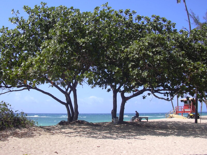 Beach almond trees (Terminalia catappa) on a sandy beach in Hawaii, showing the characteristic tiered branching pattern