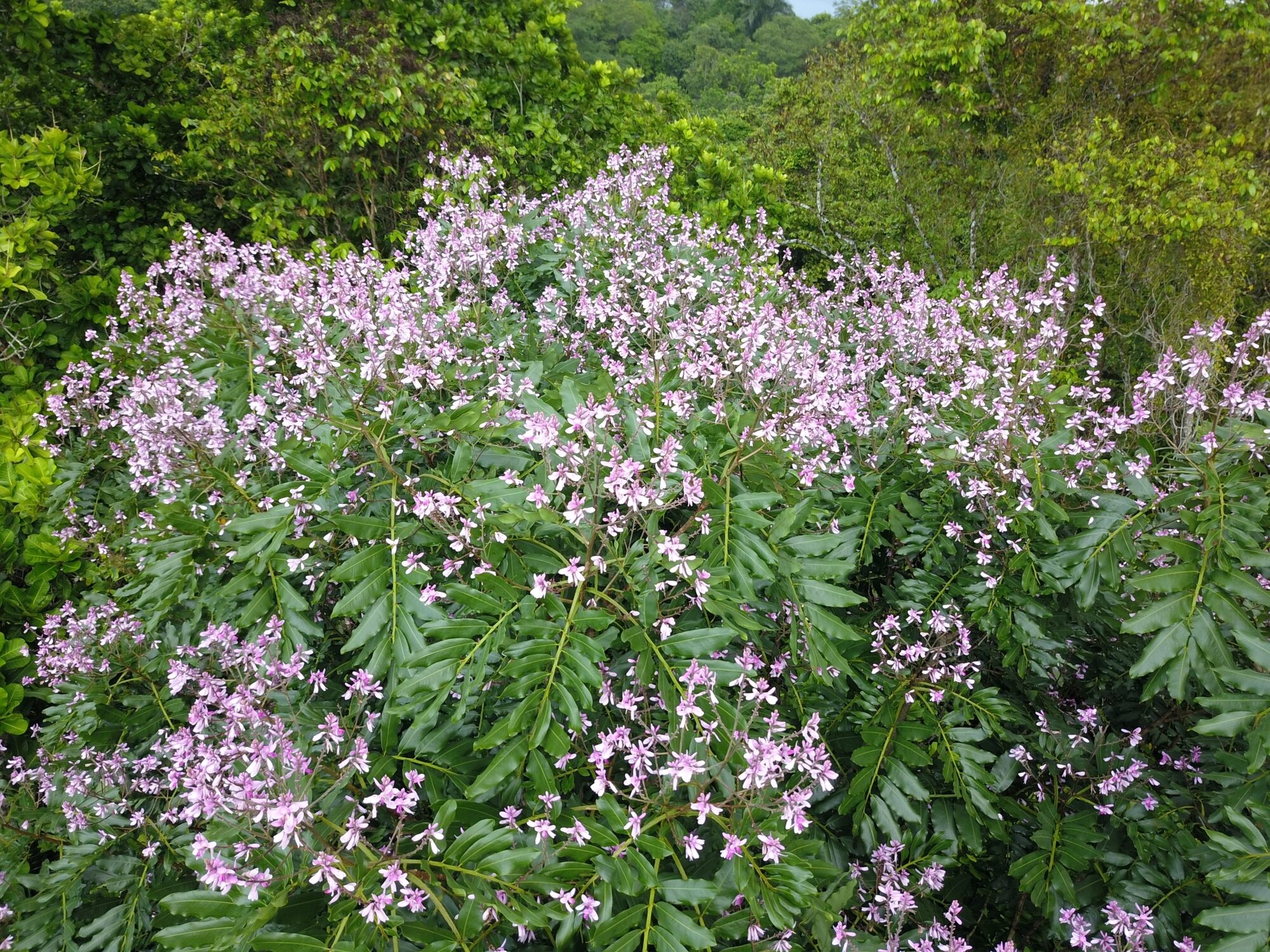 Almendro tree in bloom with pink-purple flowers covering the canopy