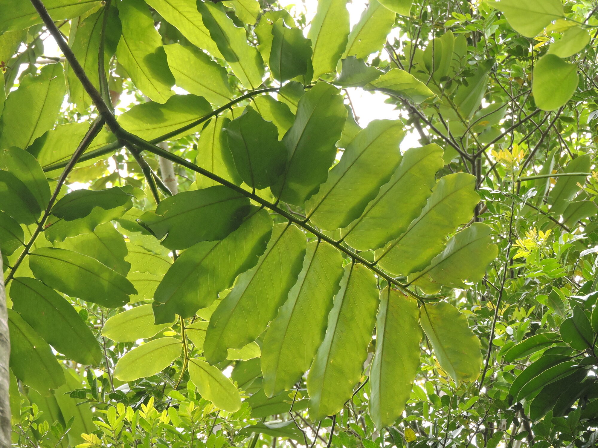 Almendro compound leaves viewed from below, showing the pinnate arrangement of glossy leaflets