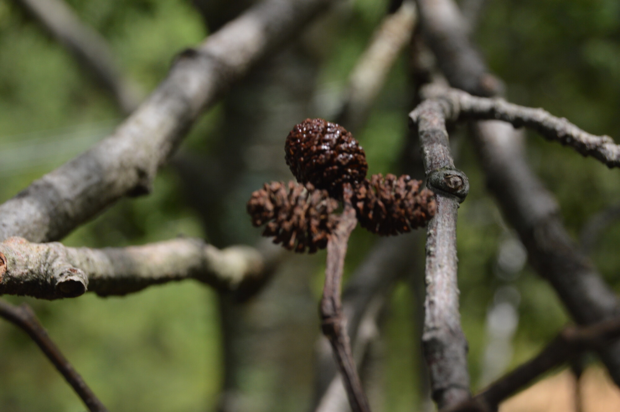 Mature brown cones of Alnus acuminata