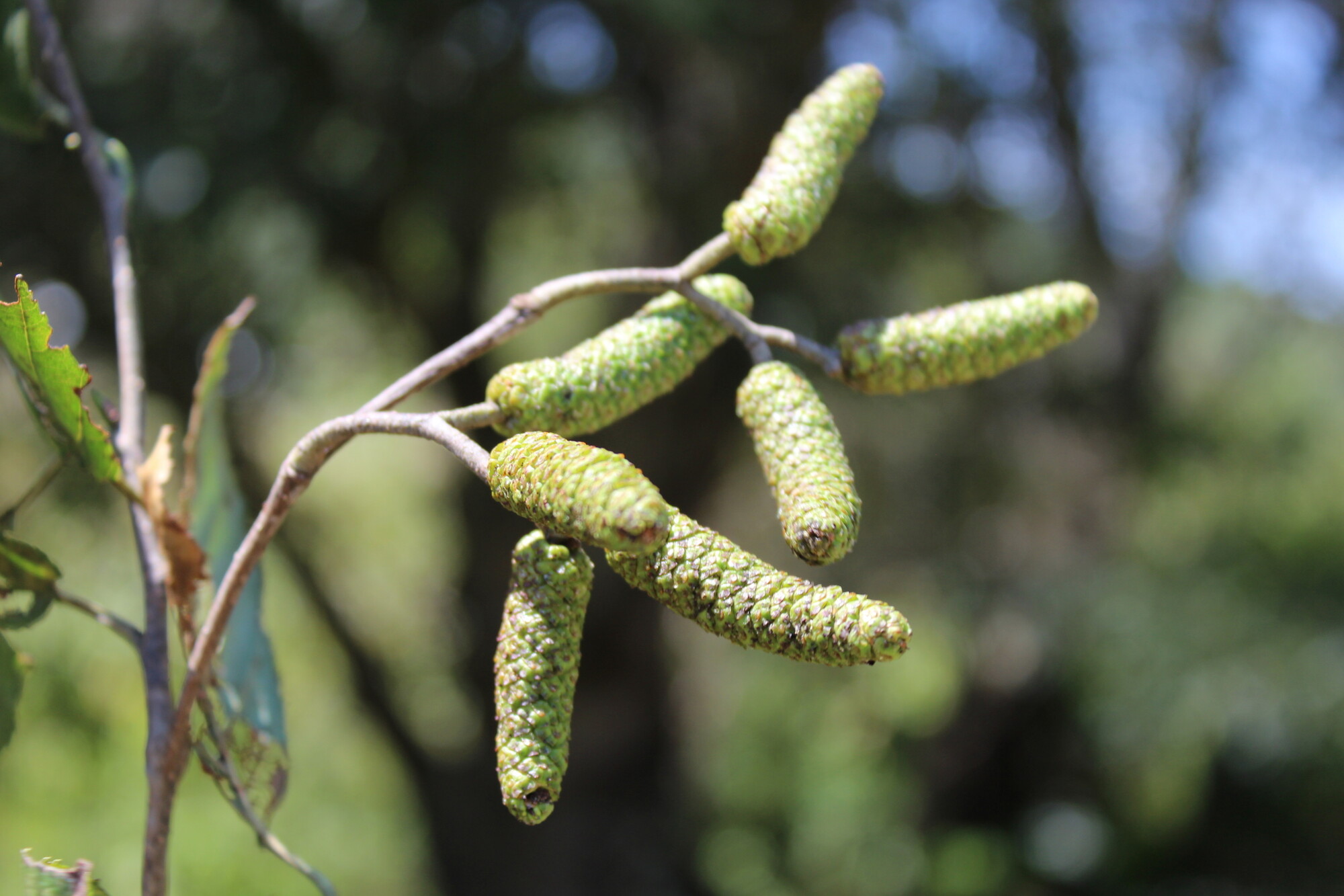 Green pistillate cones of Alnus acuminata