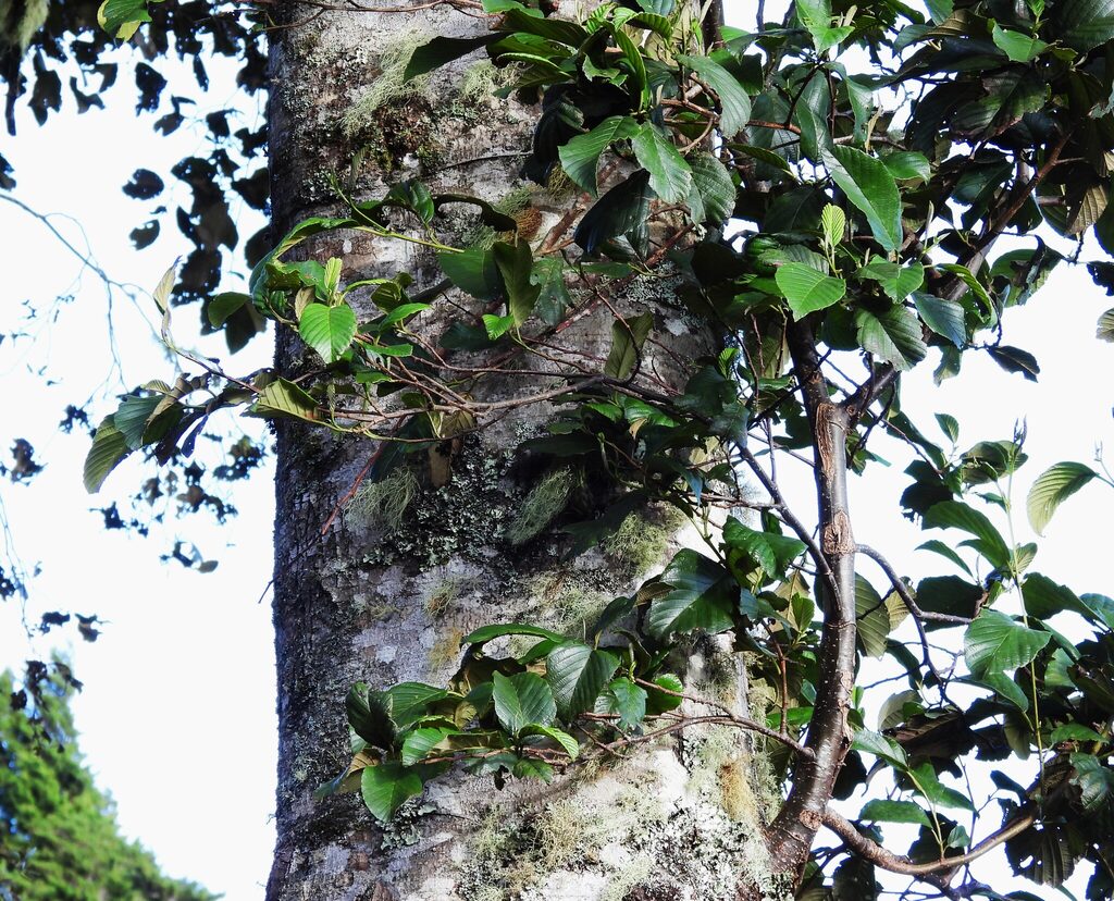Alnus acuminata bark with lichens and epiphyte in Costa Rica
