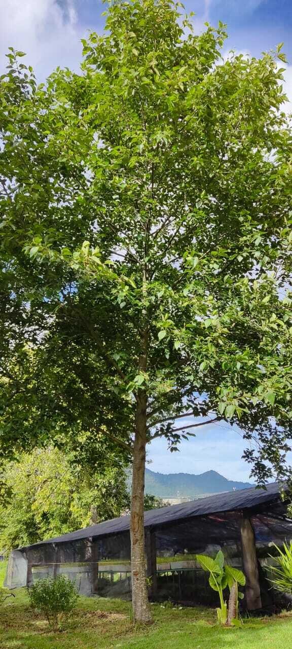 Alnus acuminata tree in Costa Rica highlands