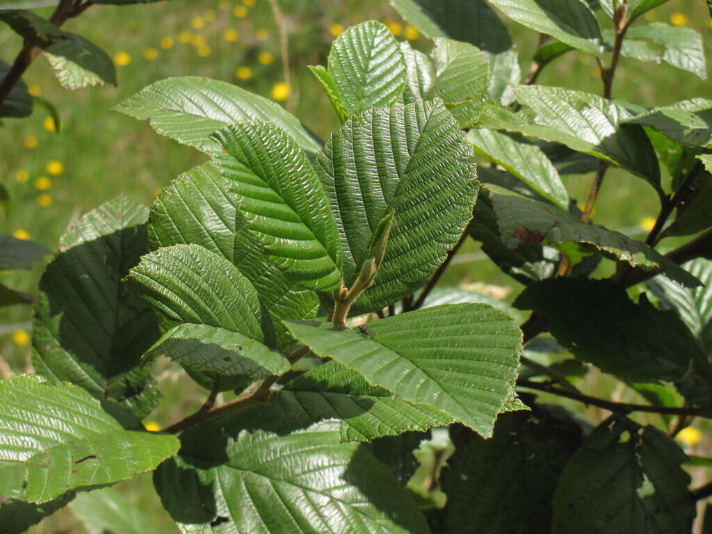 Alnus acuminata leaves showing prominent venation