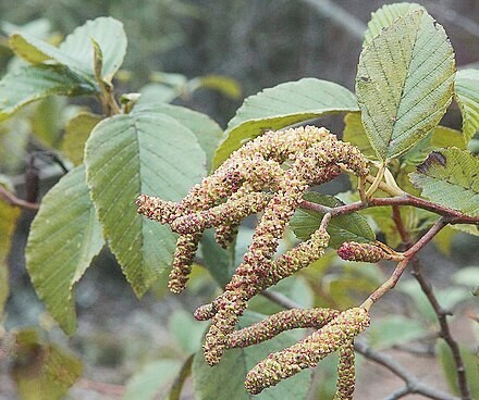 Pendulous staminate catkins of Alnus acuminata
