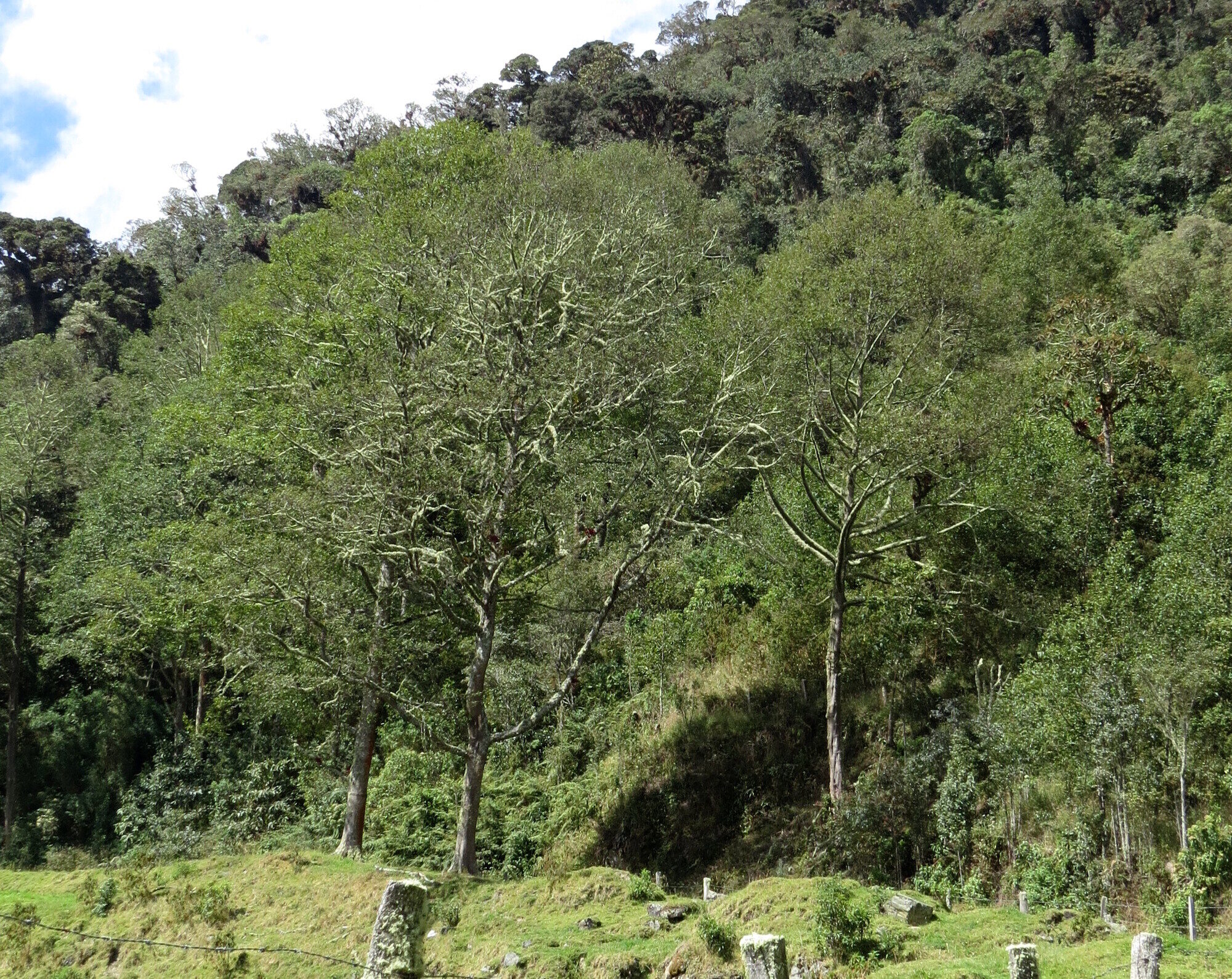 Alnus acuminata trees in Andean highland pasture