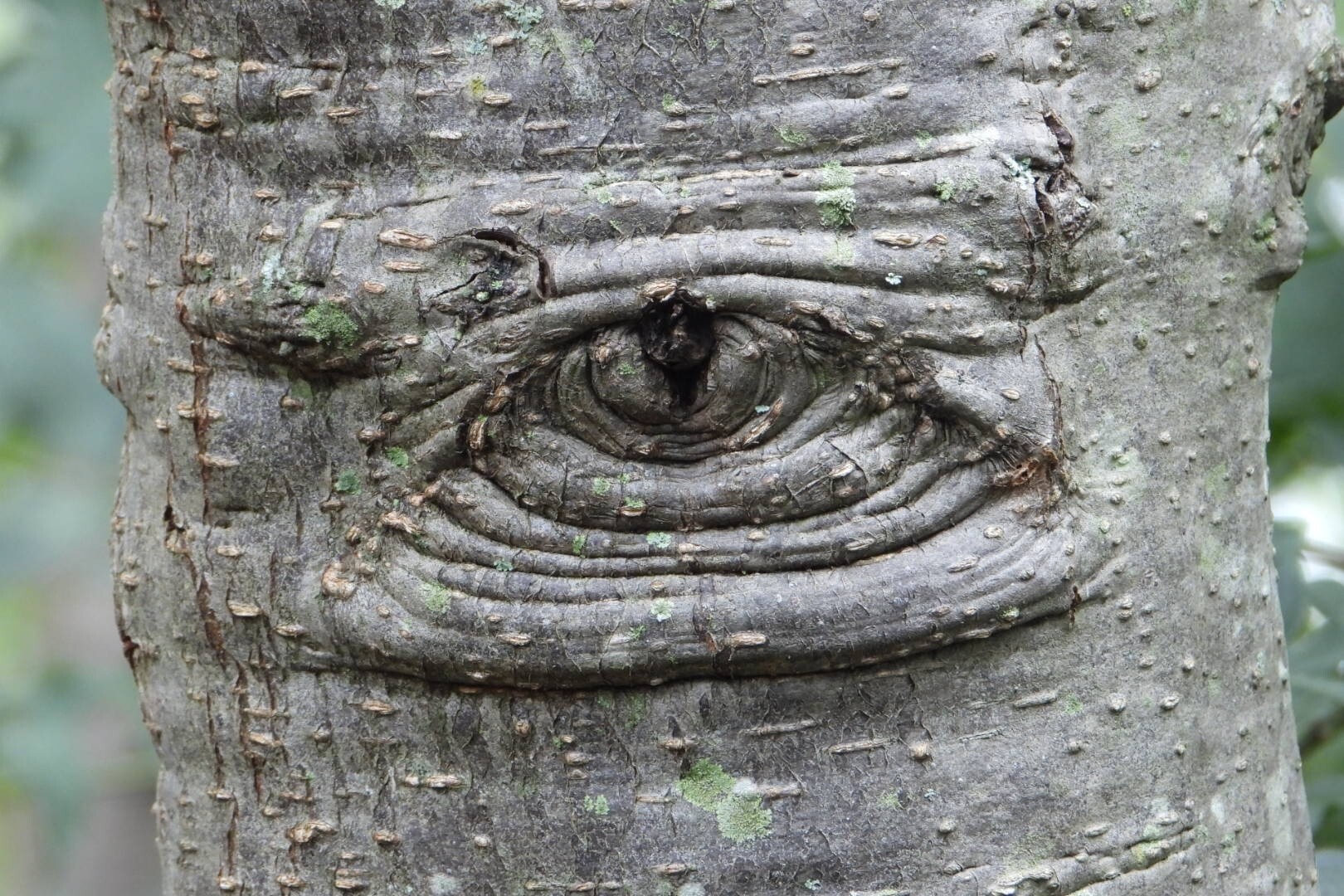 Alnus acuminata bark scar resembling an eye