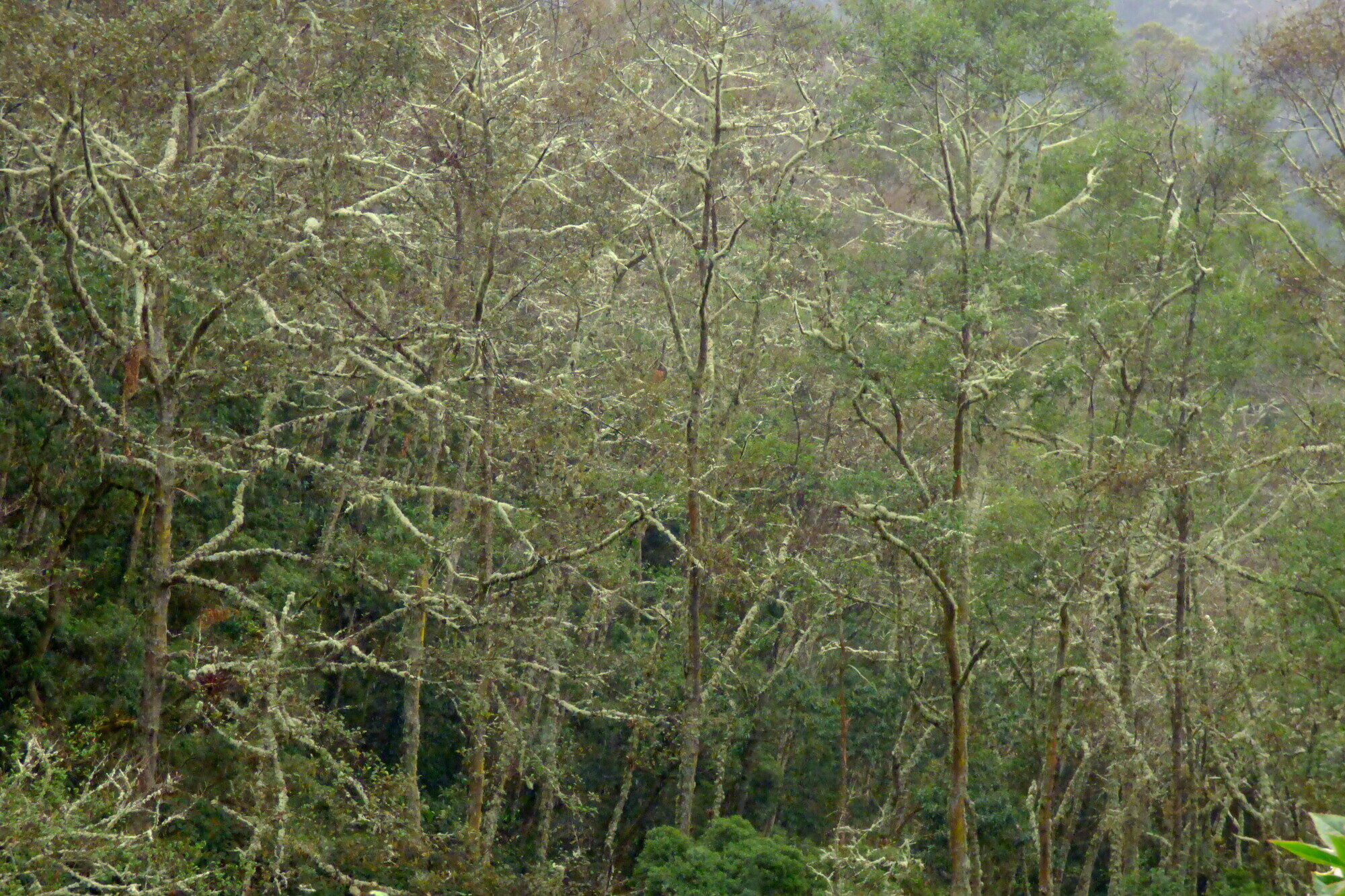 Alnus acuminata stand in cloud forest with lichen-covered branches