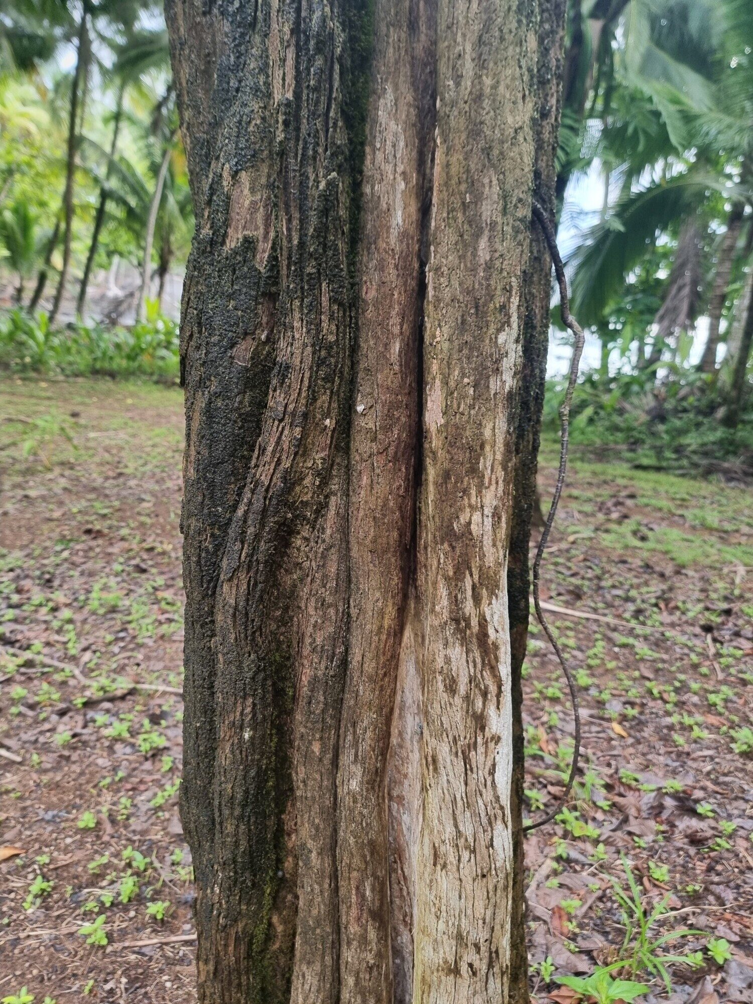 Close-up of Alseis costaricensis bark showing fibrous, vertically furrowed texture