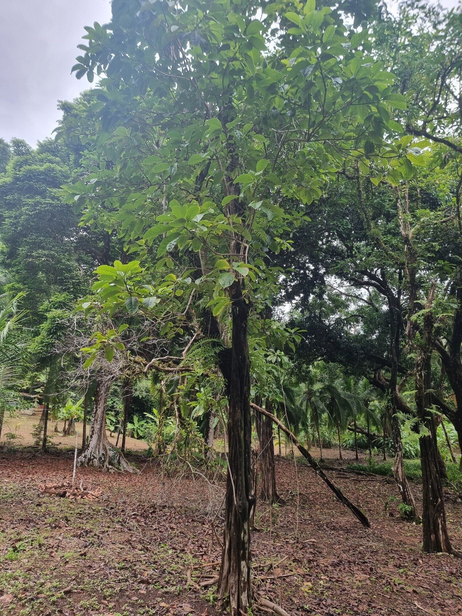Young Alseis costaricensis tree in forest setting