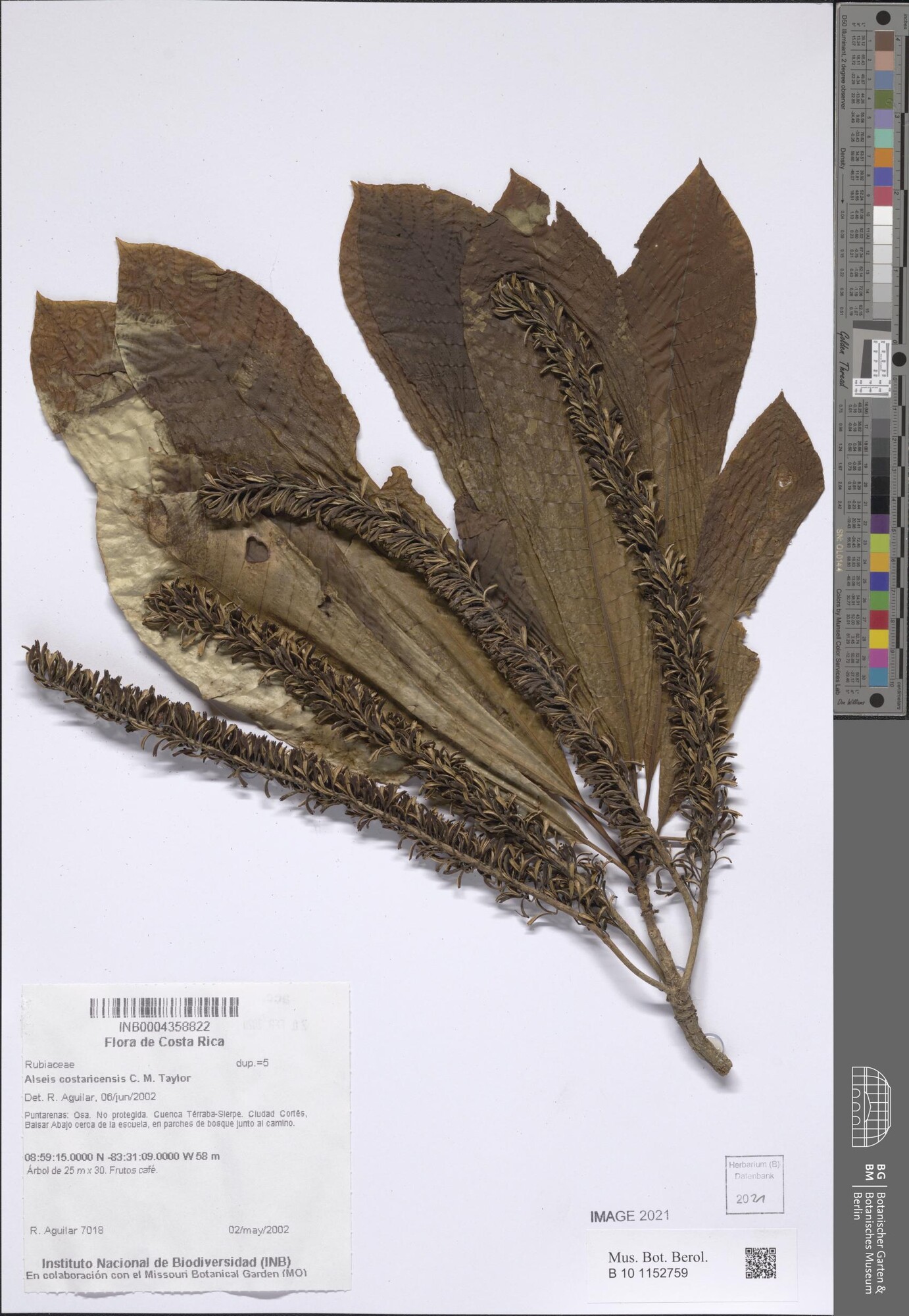 Herbarium specimen of Alseis costaricensis with flowering spikes