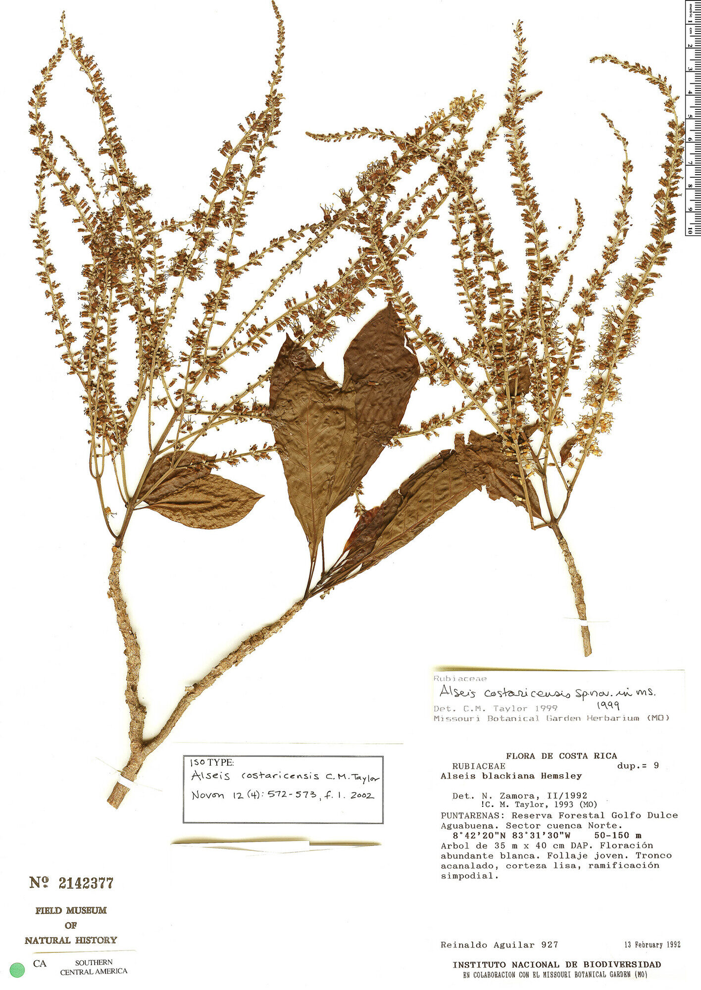 Isotype specimen of Alseis costaricensis showing leaves and spike-like inflorescences